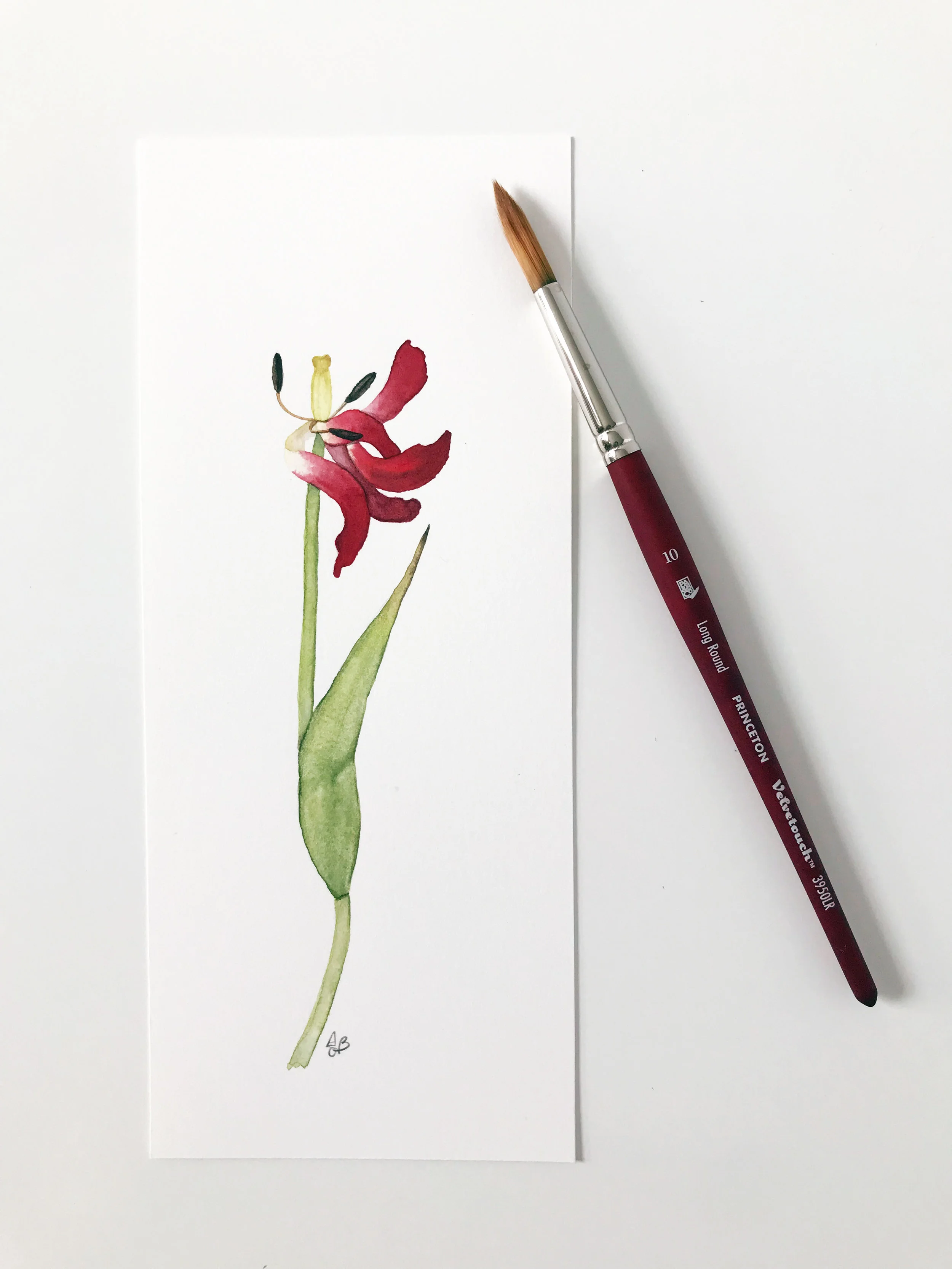 Spent Tulip 2.jpg
