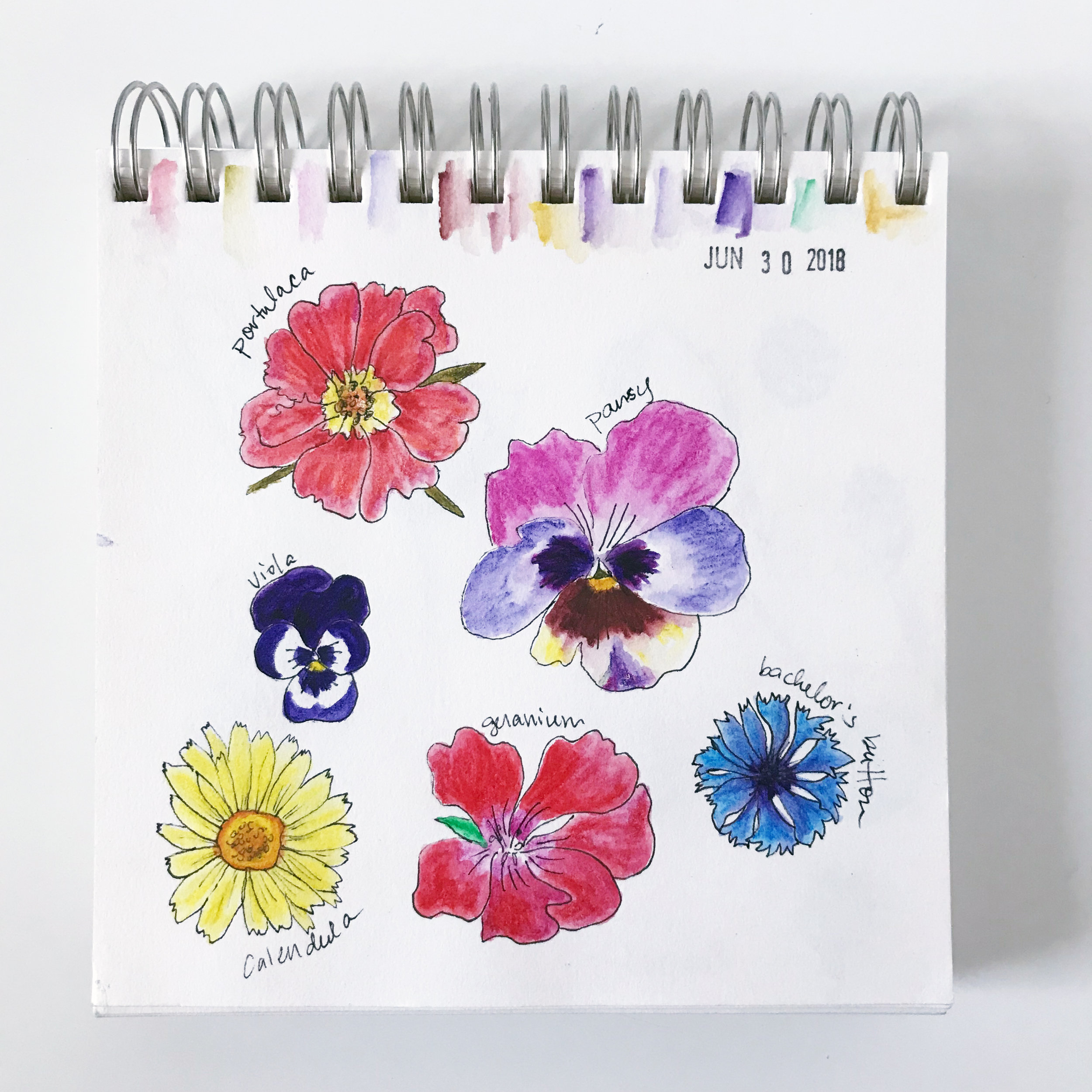Falling in Love with Sketchbooks Again and Again (and a New Class) — My  Giant Strawberry: Creative Joy, Watercolor Art and Garden Magic