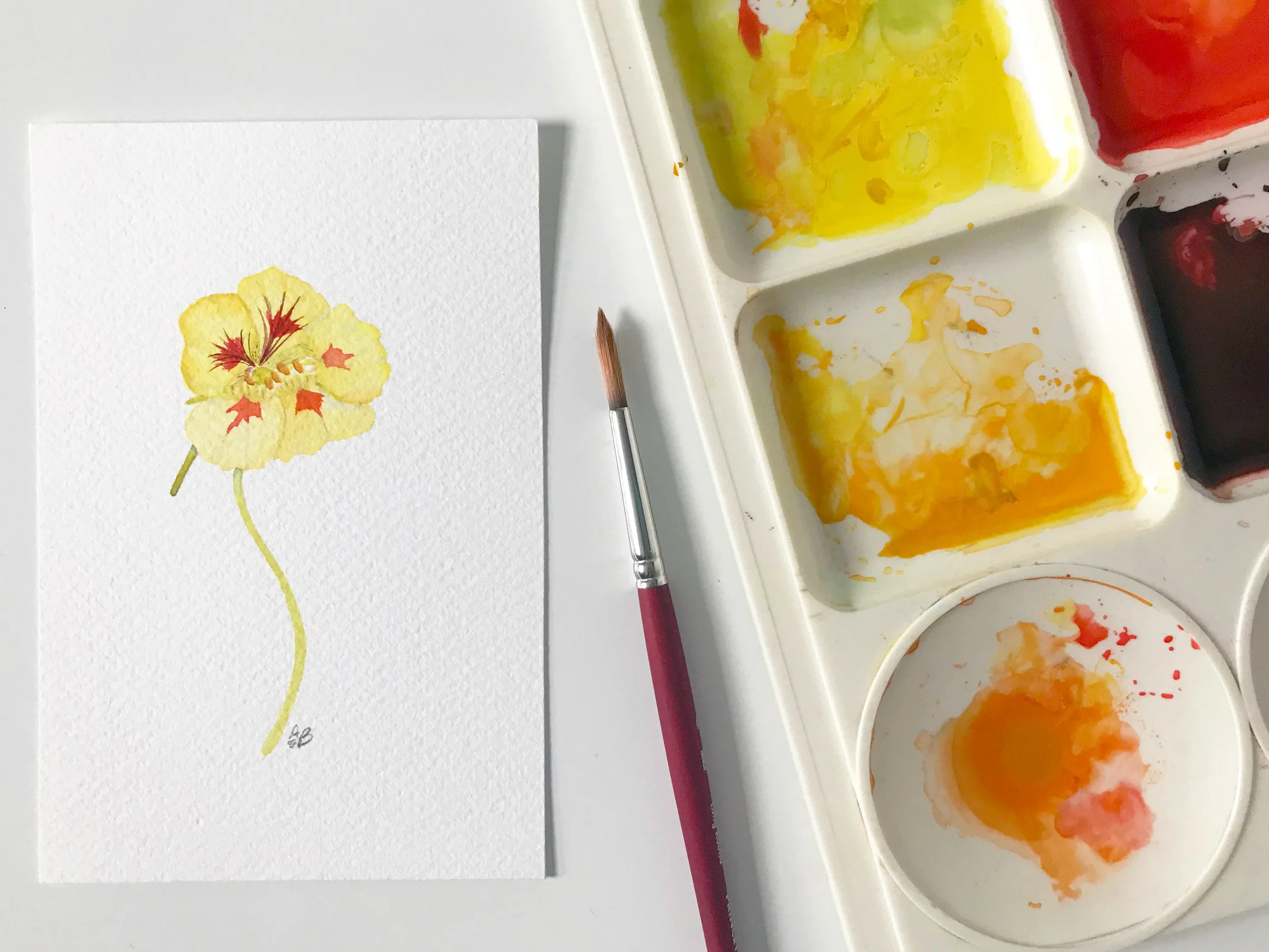 Yellow and Orange Nasturtium 5.jpg