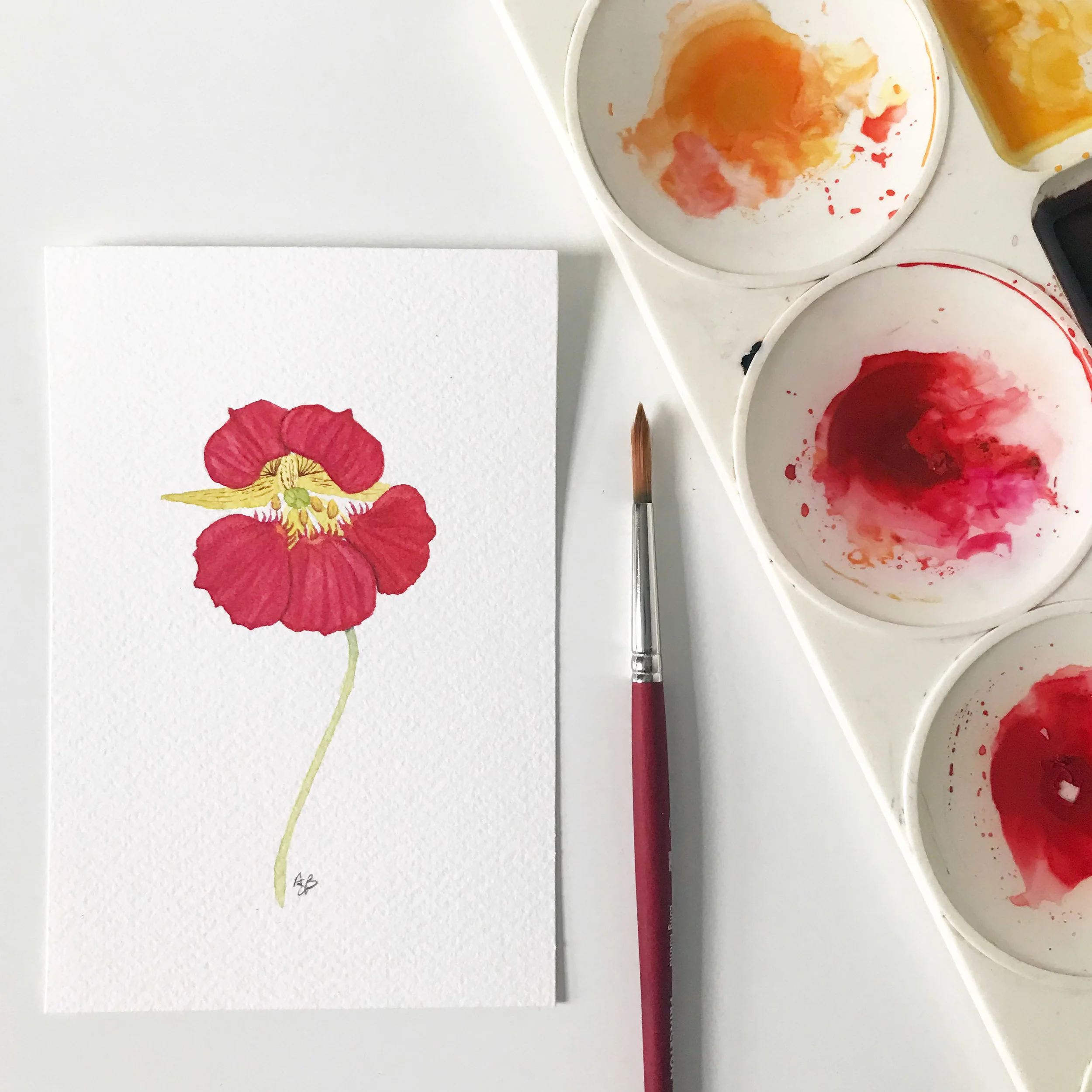 Cherry Nasturtium 1.jpg