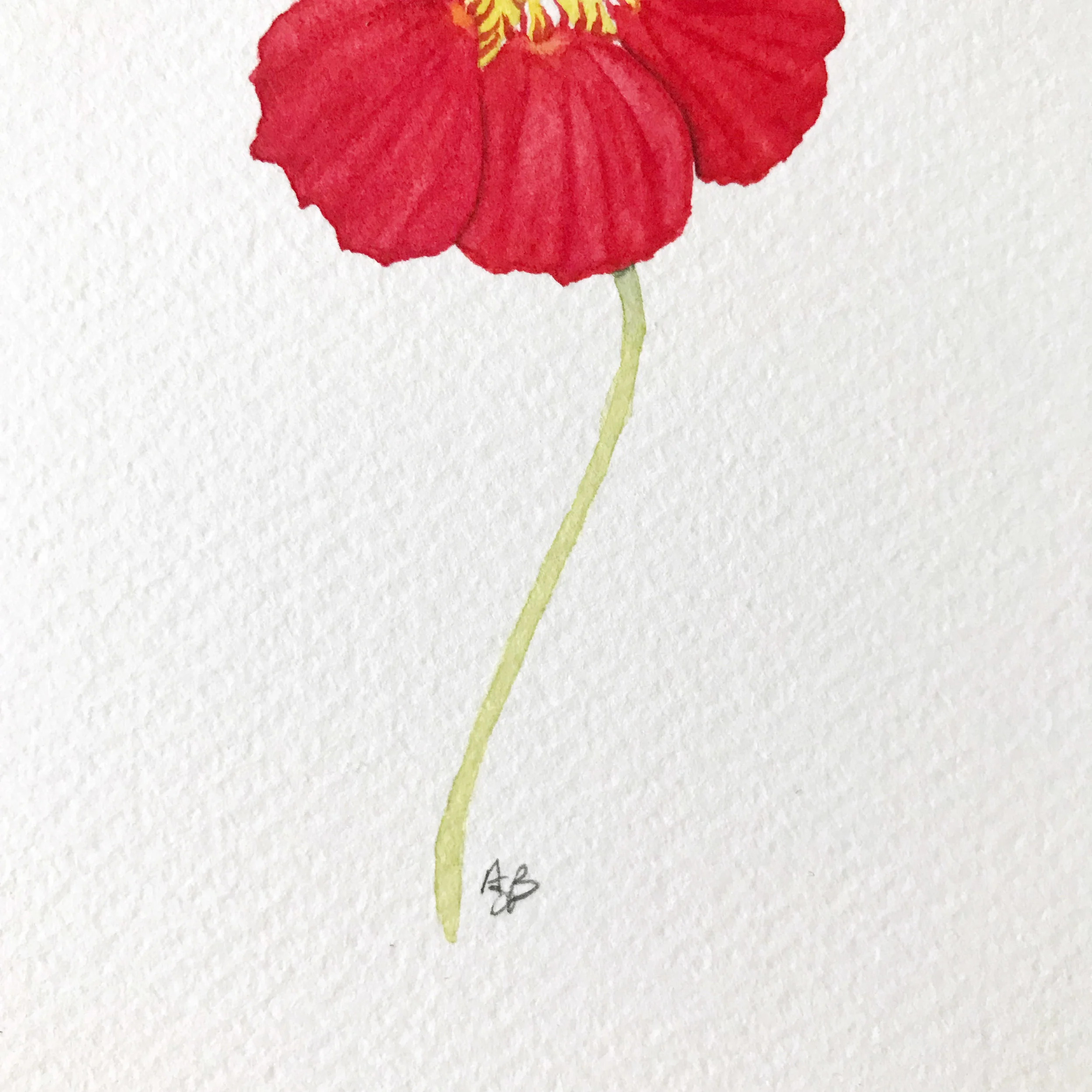 Cherry Nasturtium 4.jpg