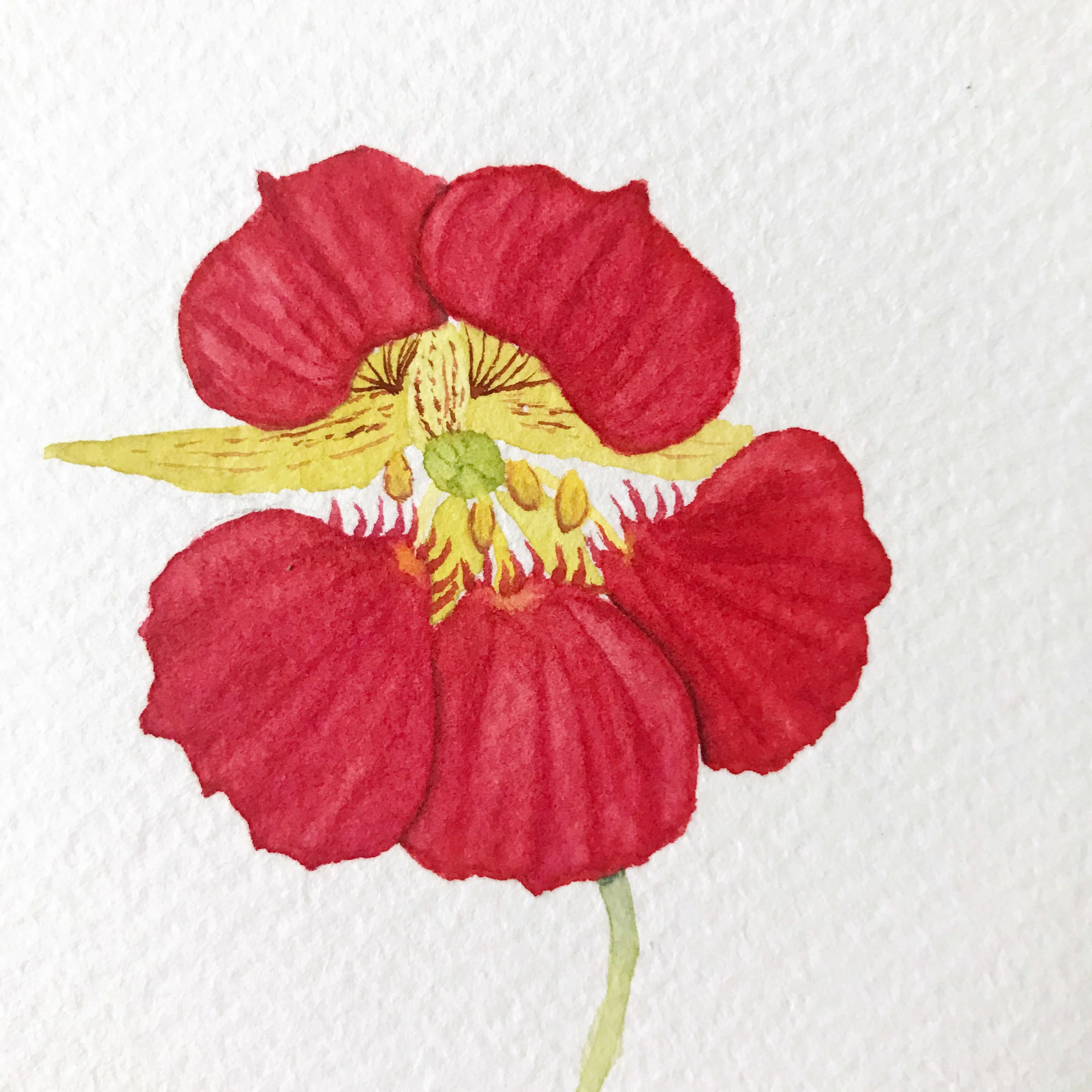 Cherry Nasturtium 5.jpg