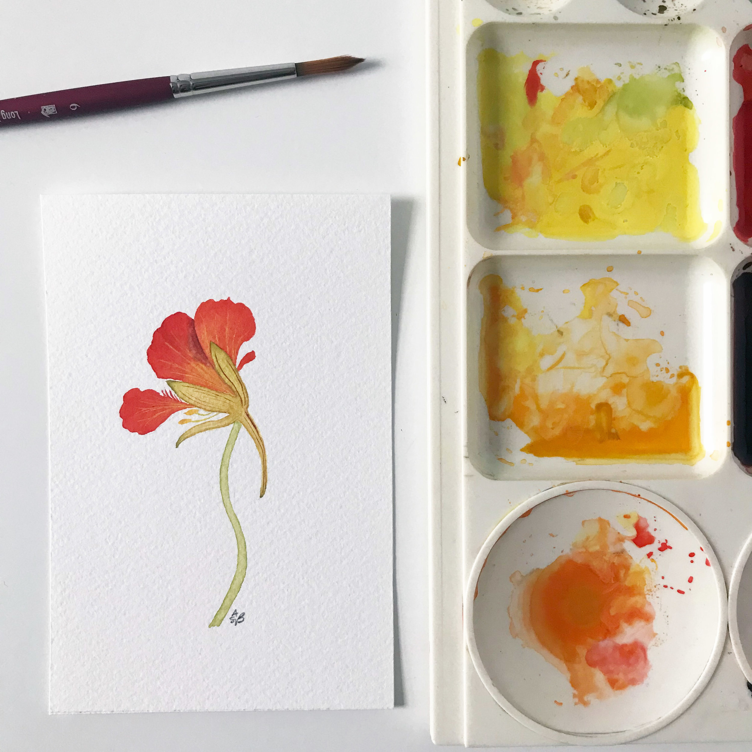 Orange Back Nasturtium 1.jpg