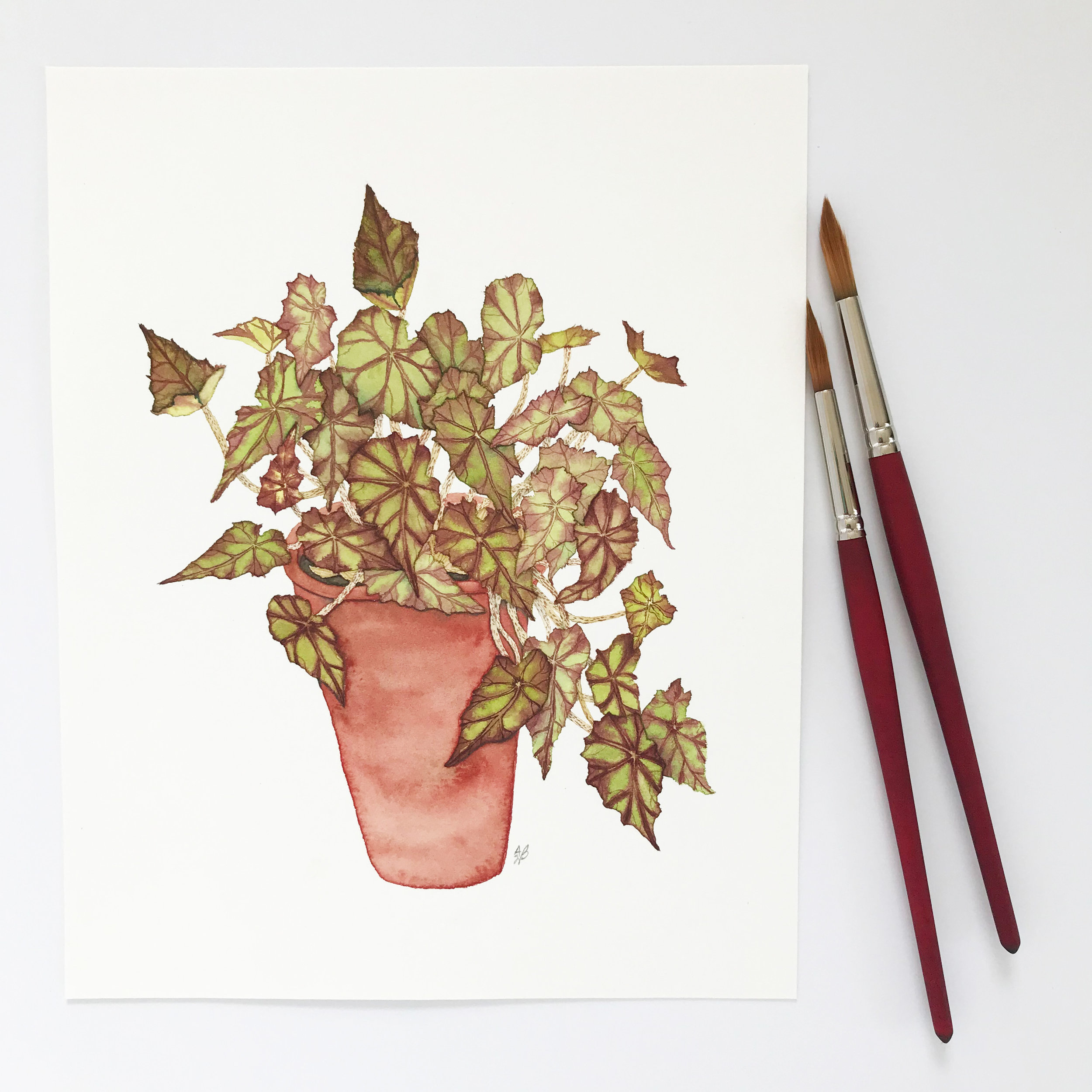 eyelash begonia 1.jpg