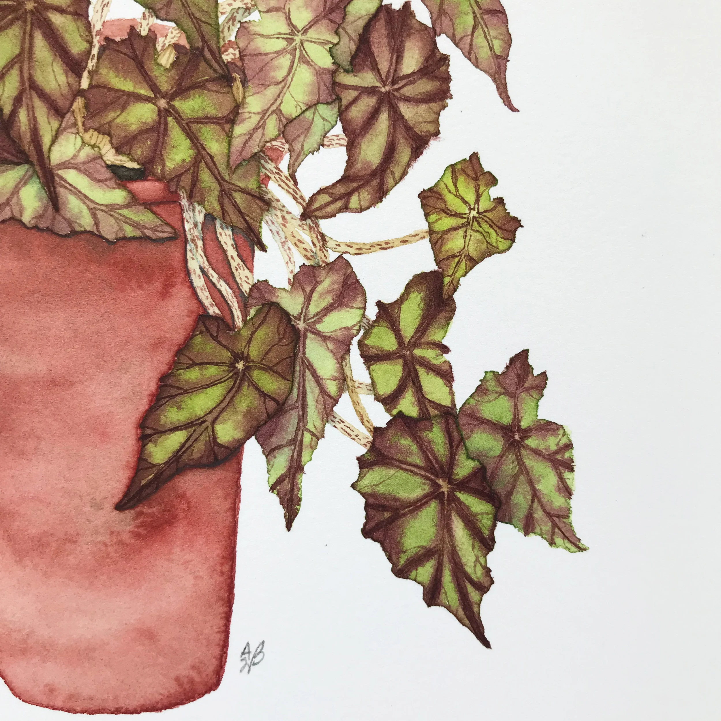 eyelash begonia 3.jpg