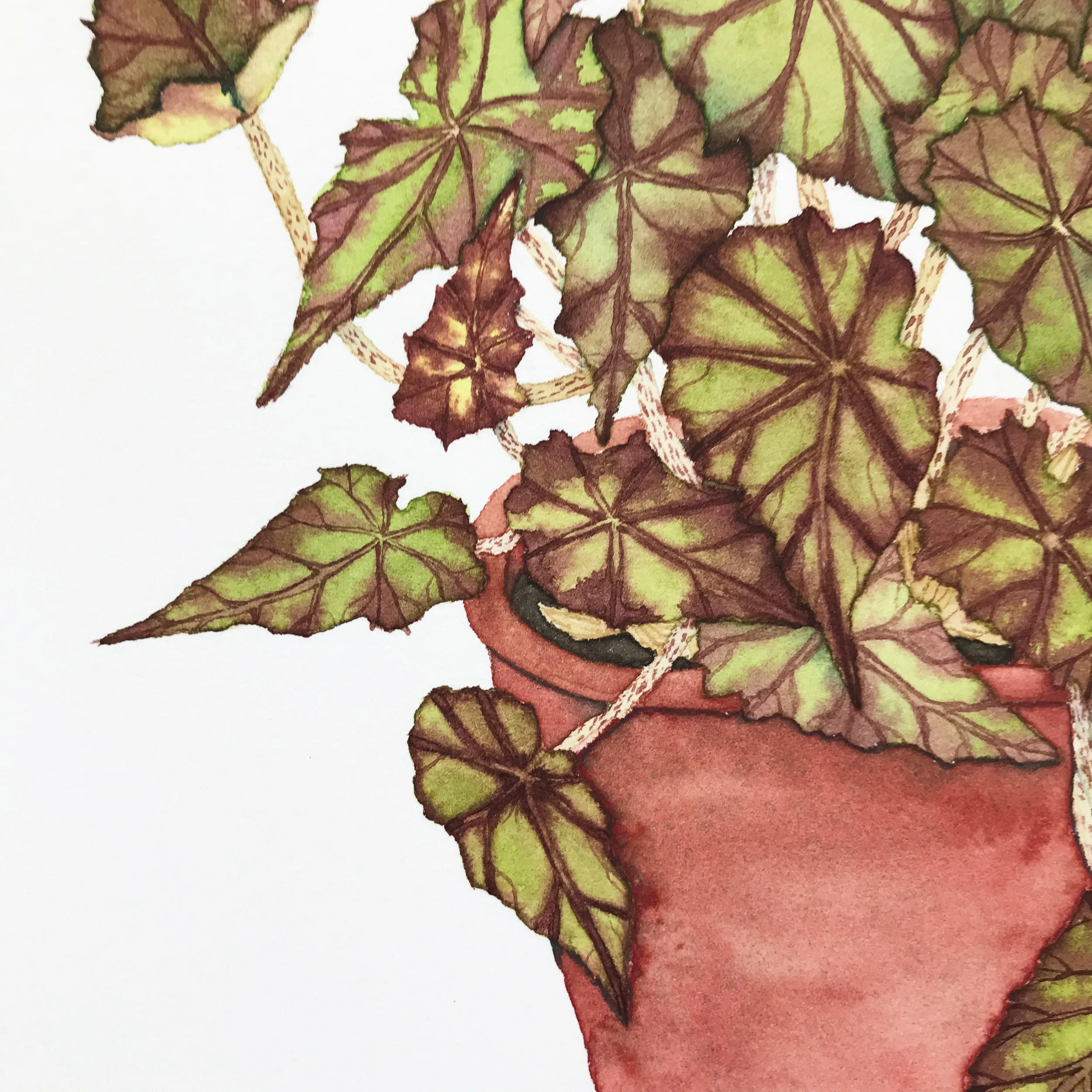 eyelash begonia 6.jpg