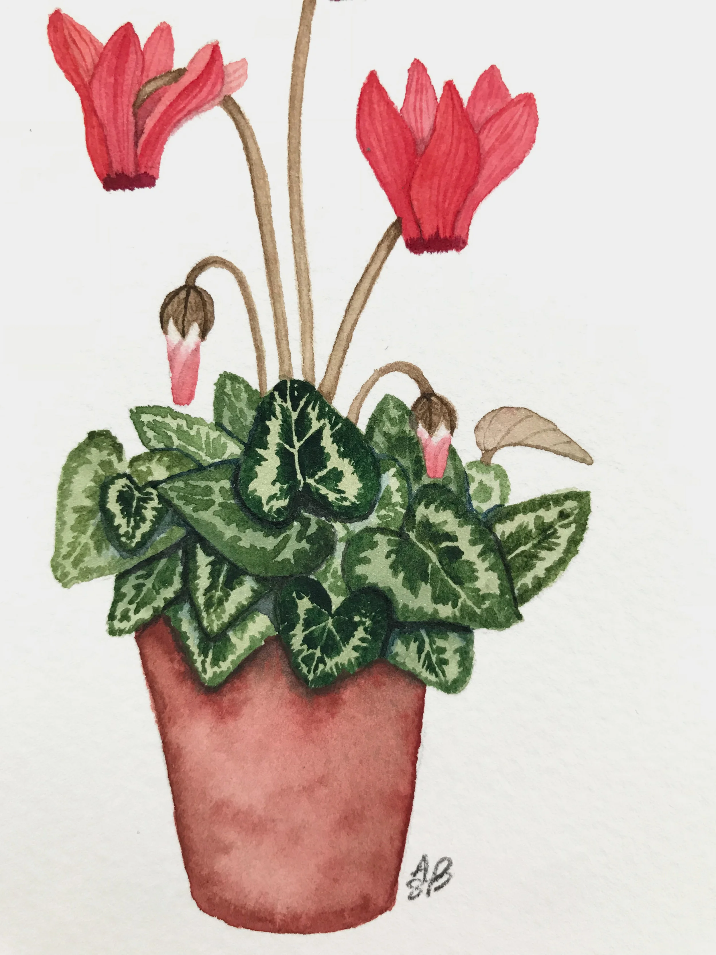 small red cyclamen 5.jpg