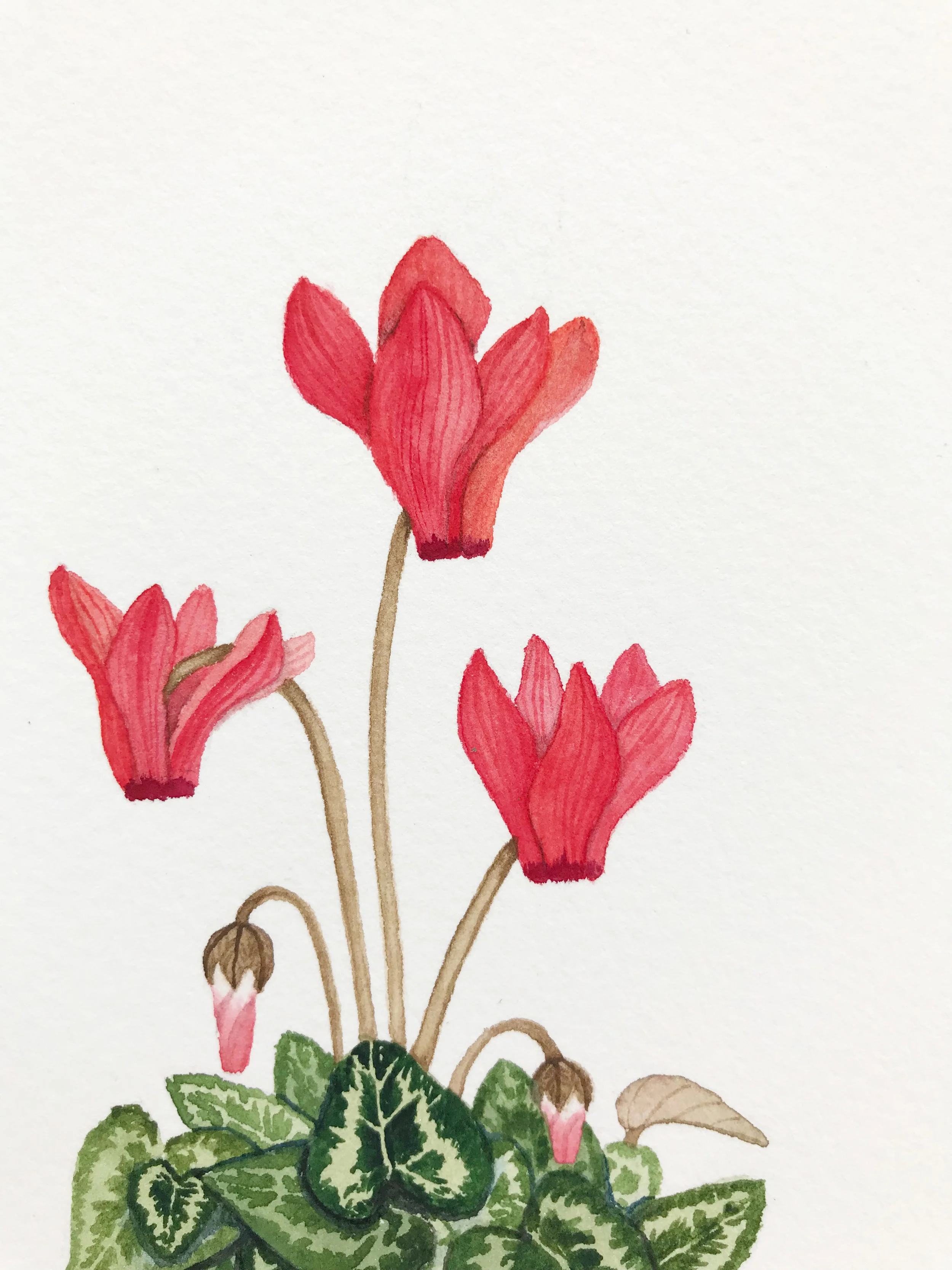 small red cyclamen 6.jpg