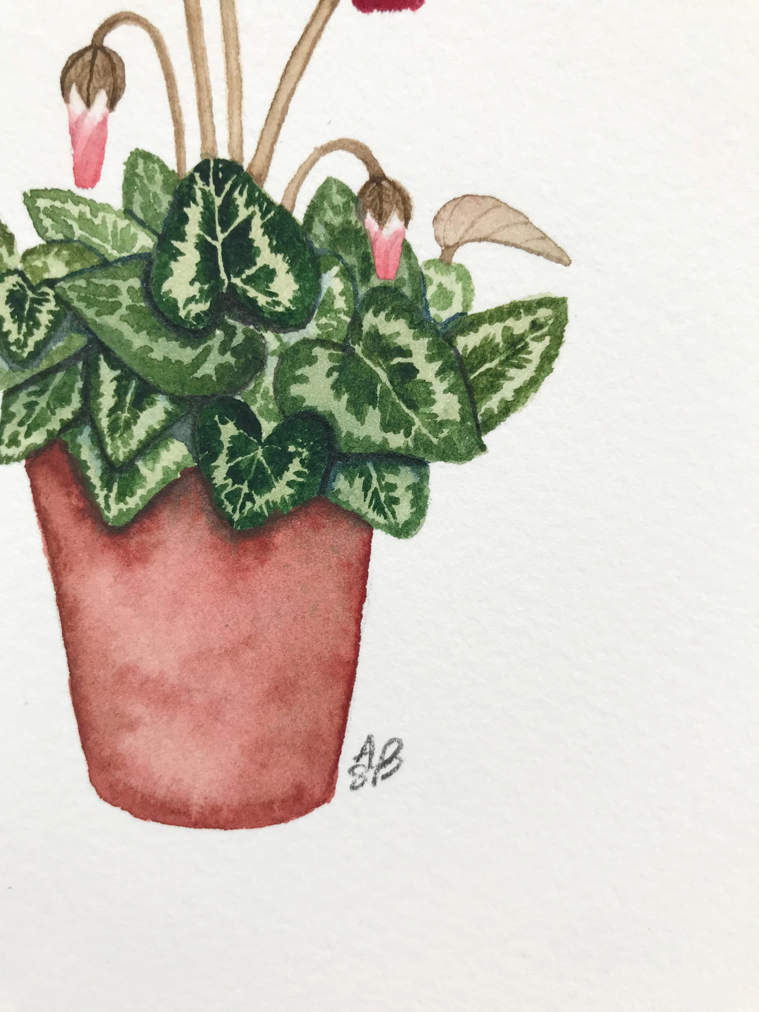 small red cyclamen 7.jpg