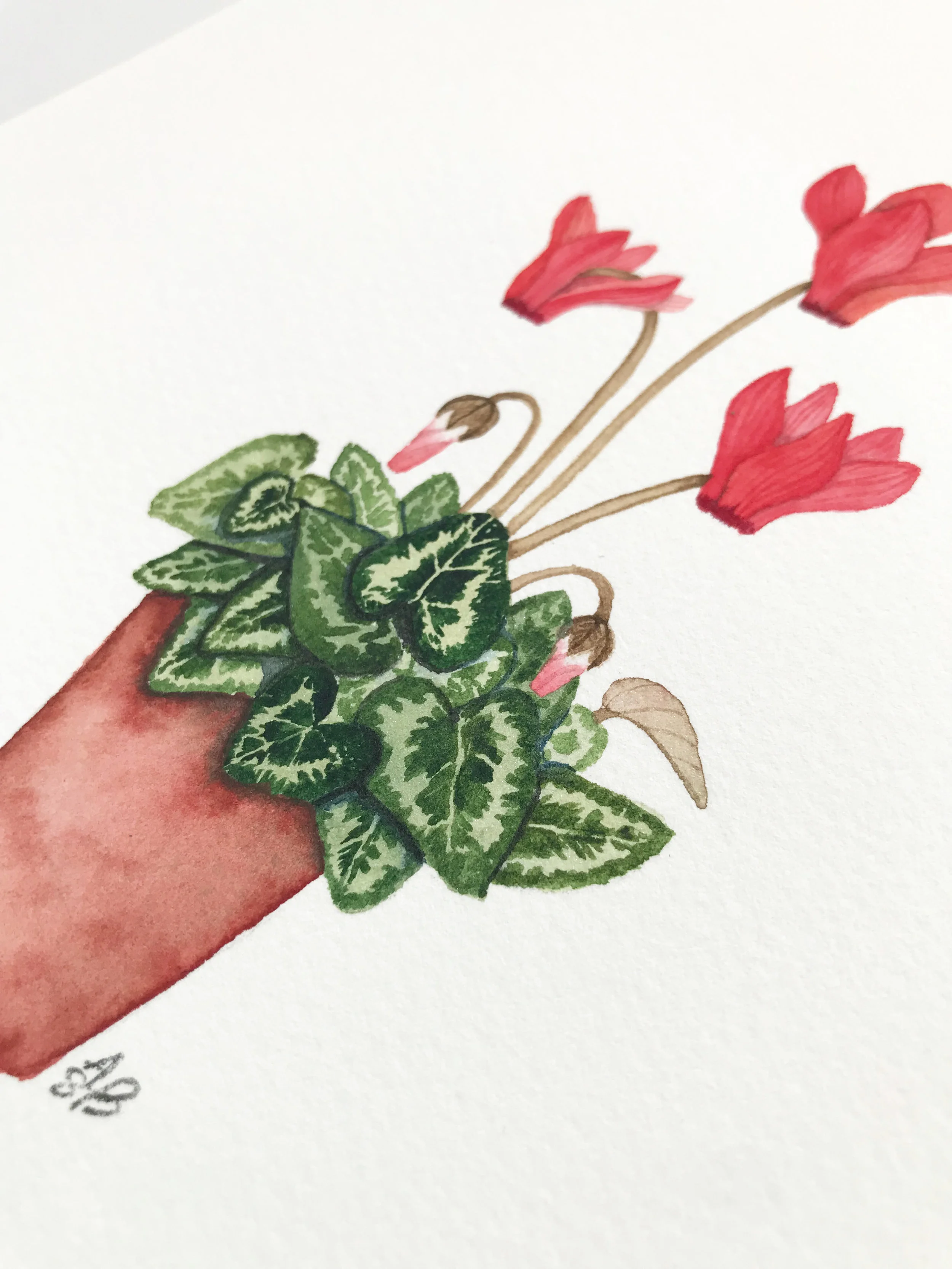 small red cyclamen 8.jpg