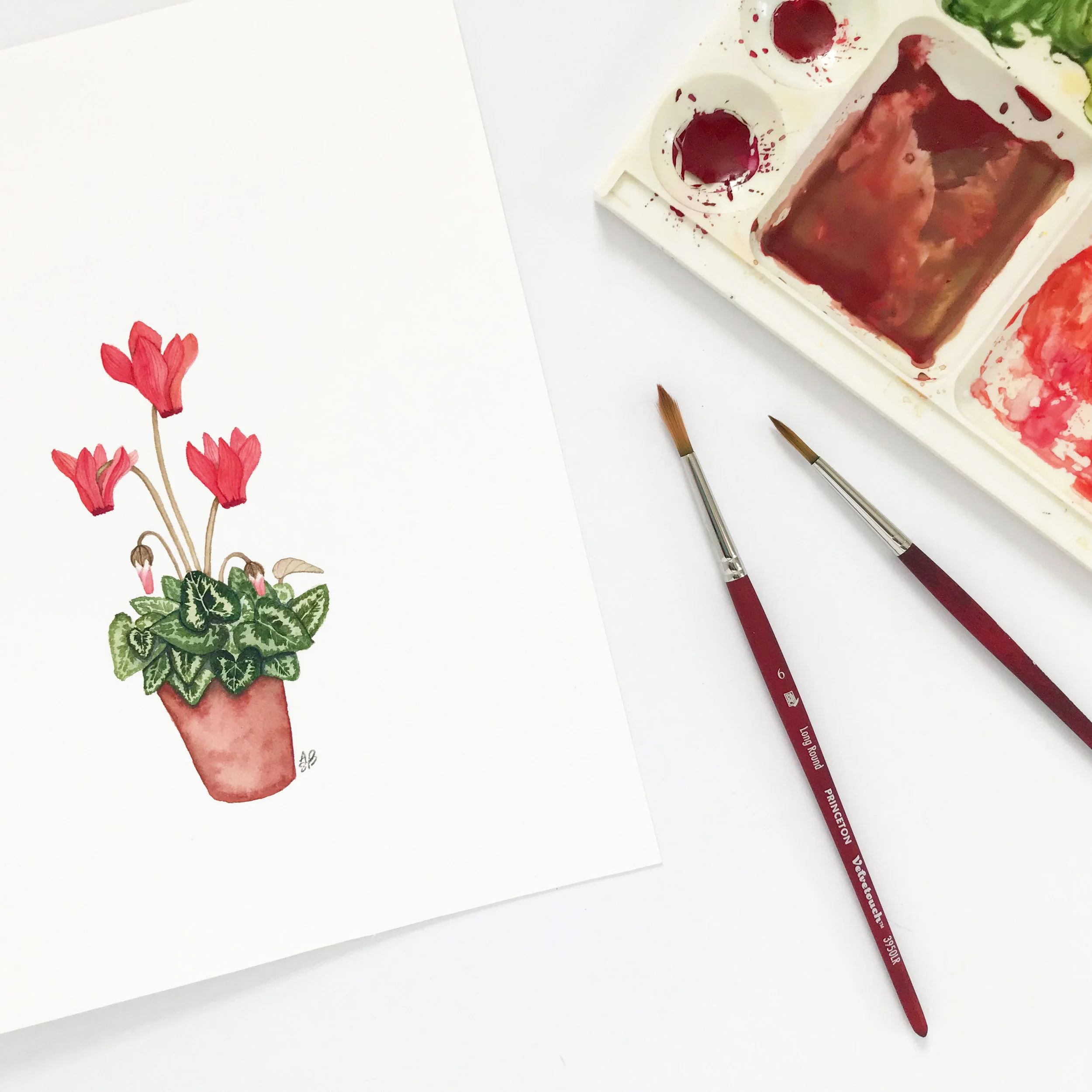 small red cyclamen 2.jpg