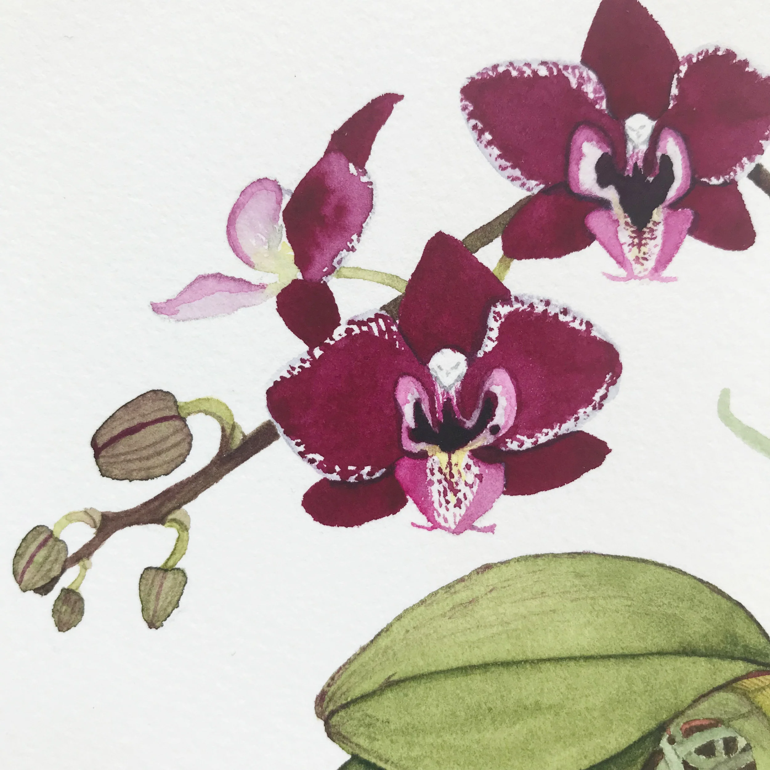 dark orchid 4.jpg