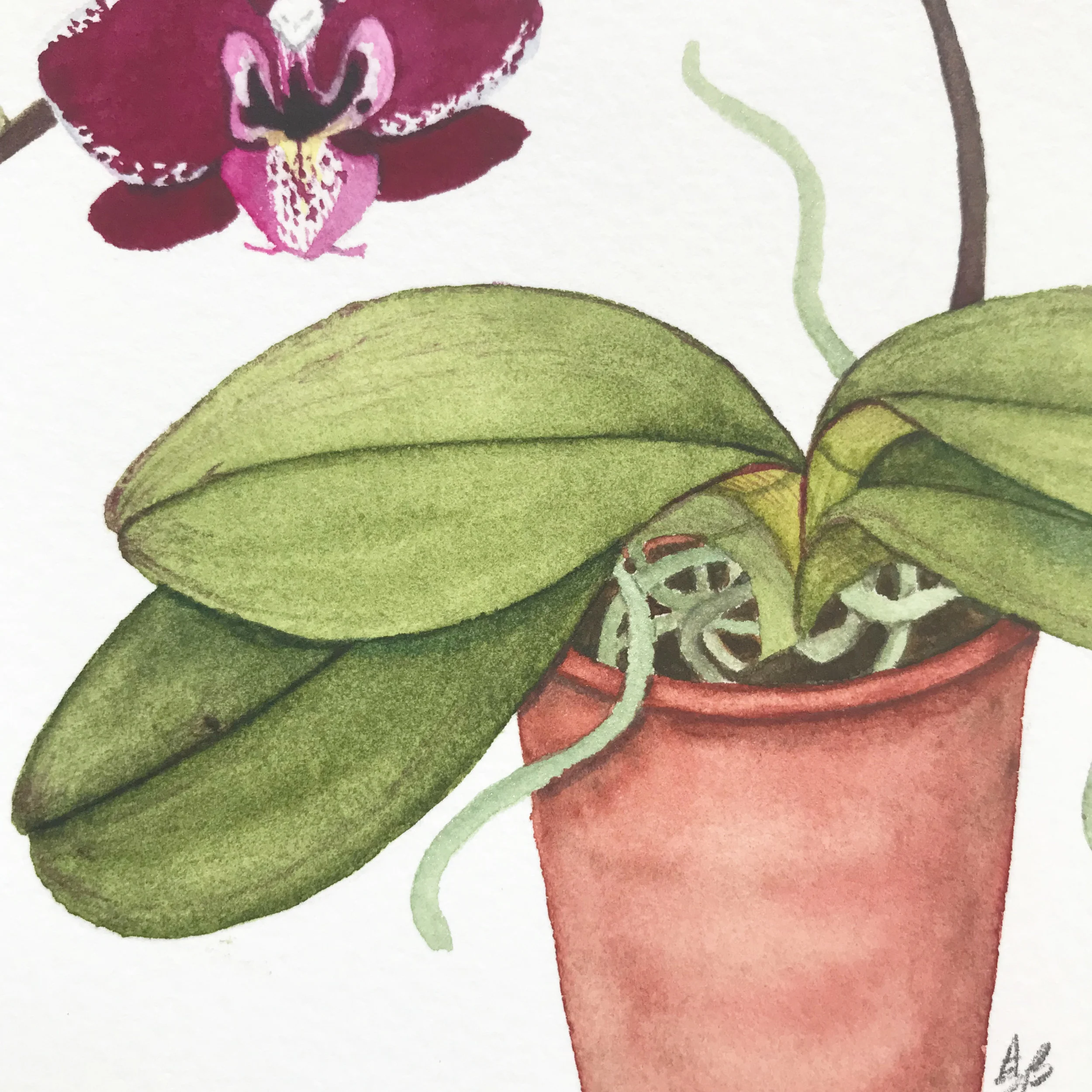 dark orchid 6.jpg