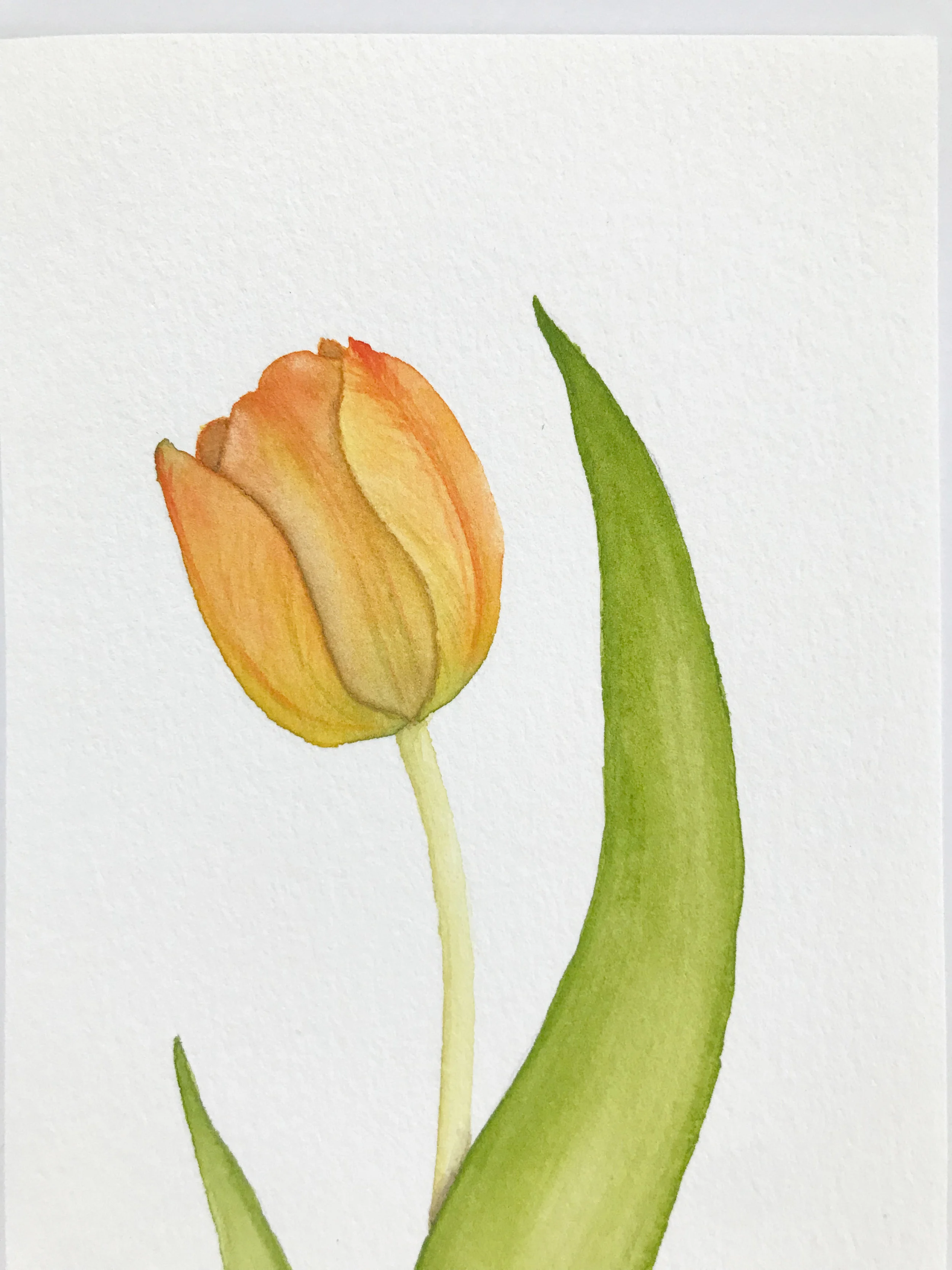 Orange tulip 3.jpg