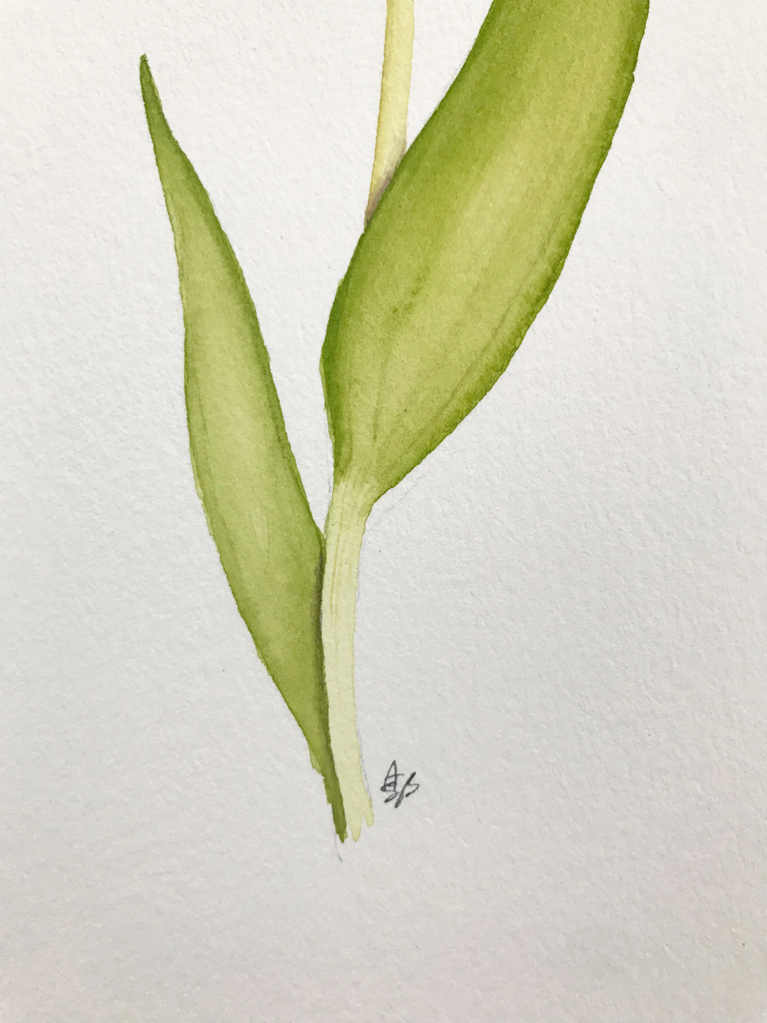 Orange tulip 4.jpg