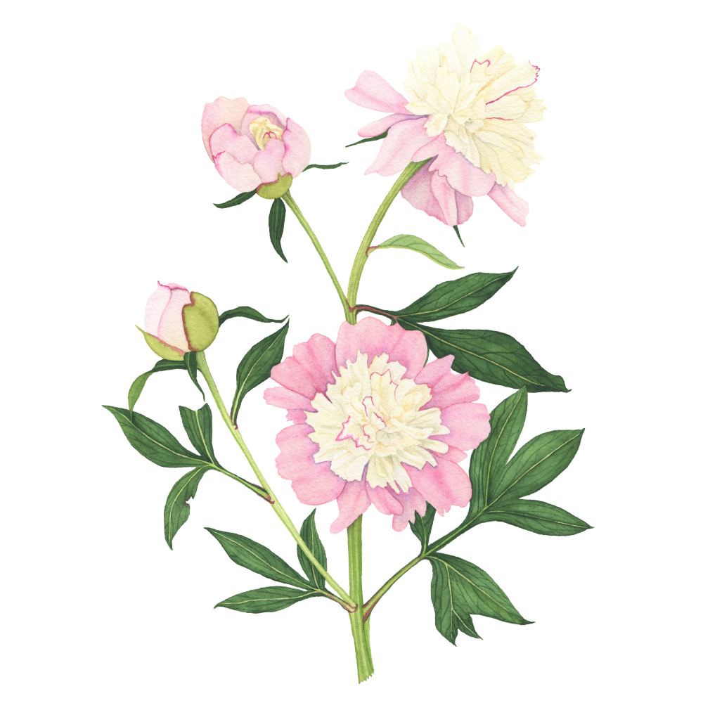 Pink and Yellow Peony Watercolor Painting