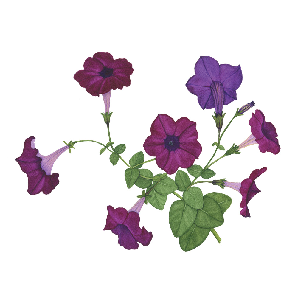 Purple Petunias Watercolor Painting