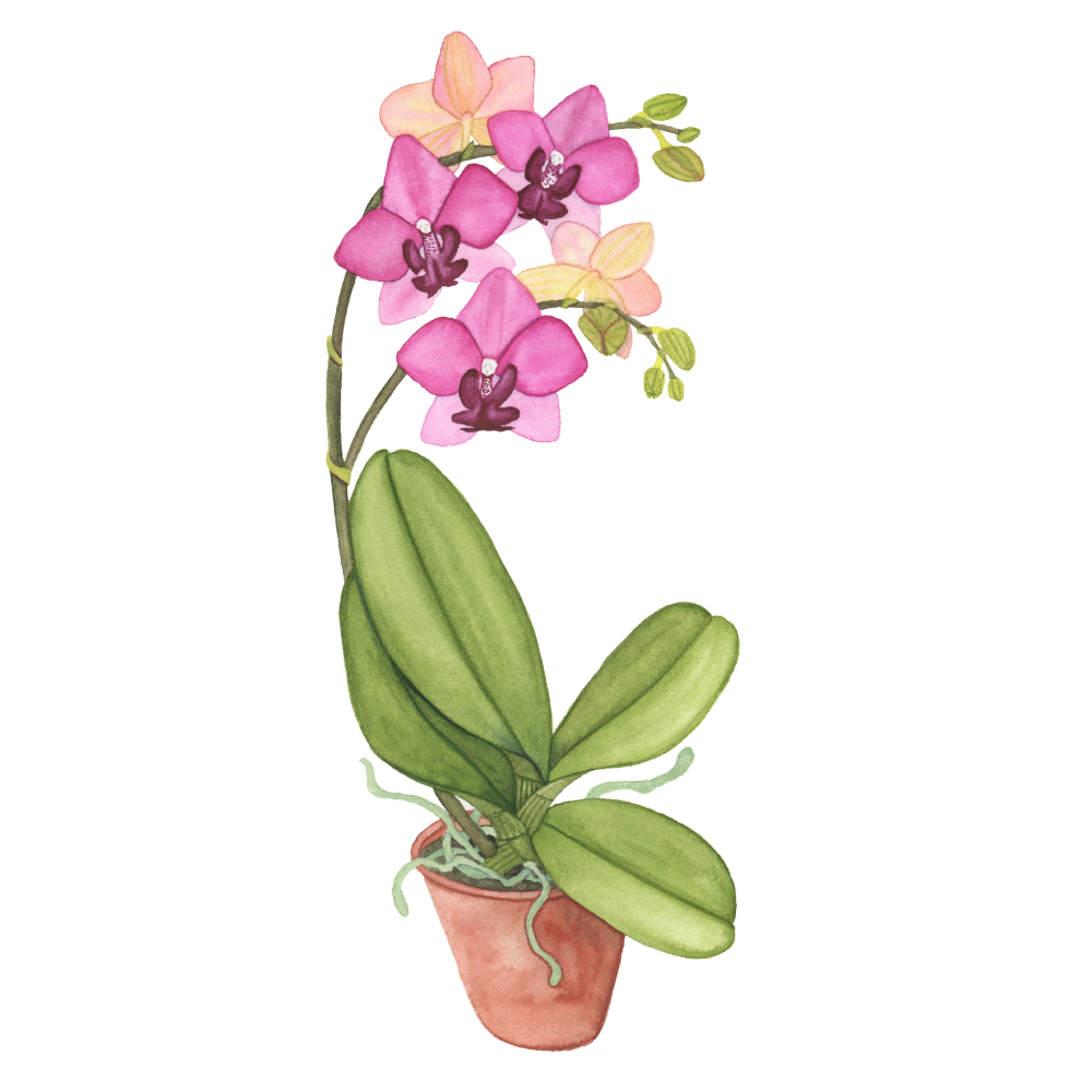 Pink Orchid in a Clay Pot