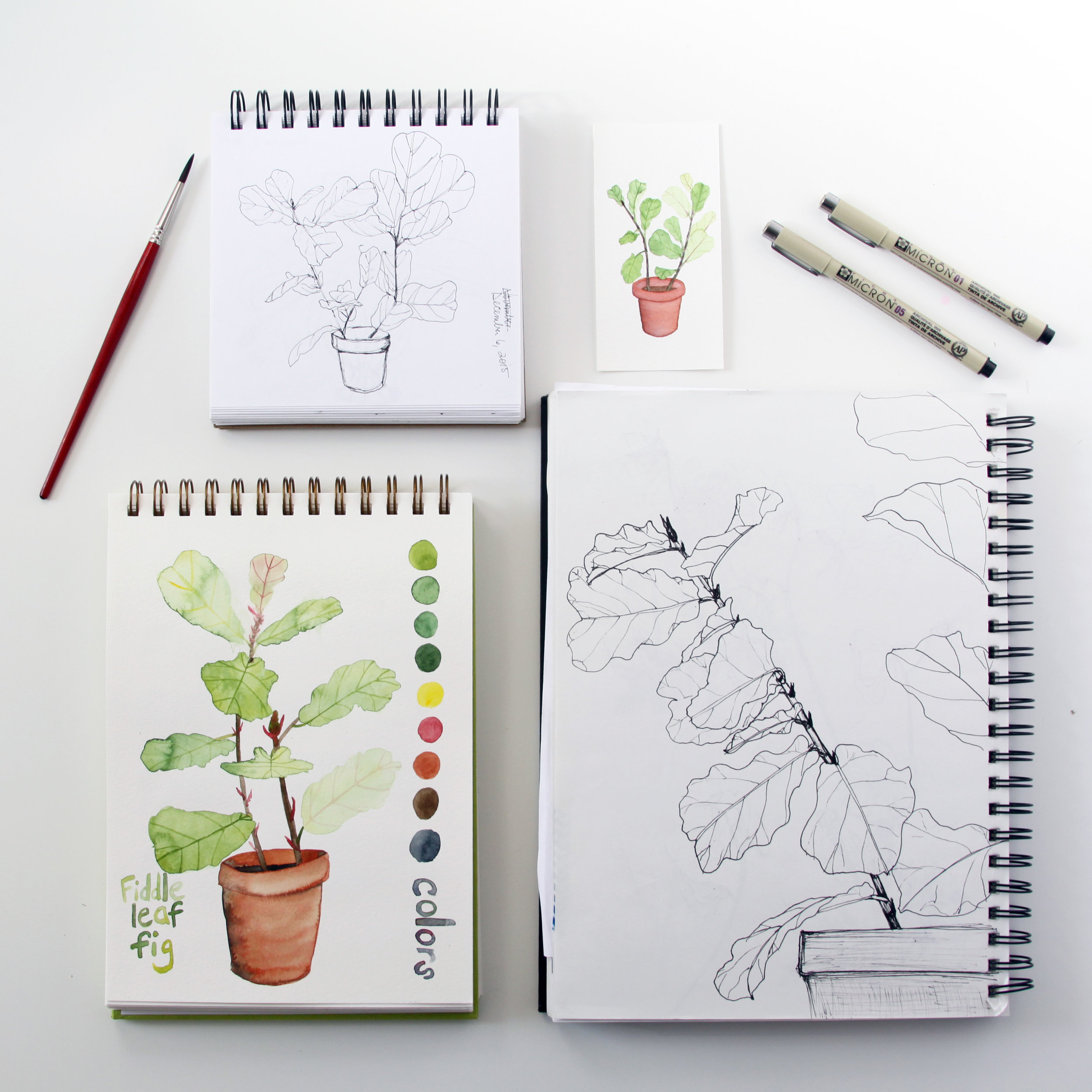 Fiddle Leaf Figs in Anne Butera's Sketchbooks