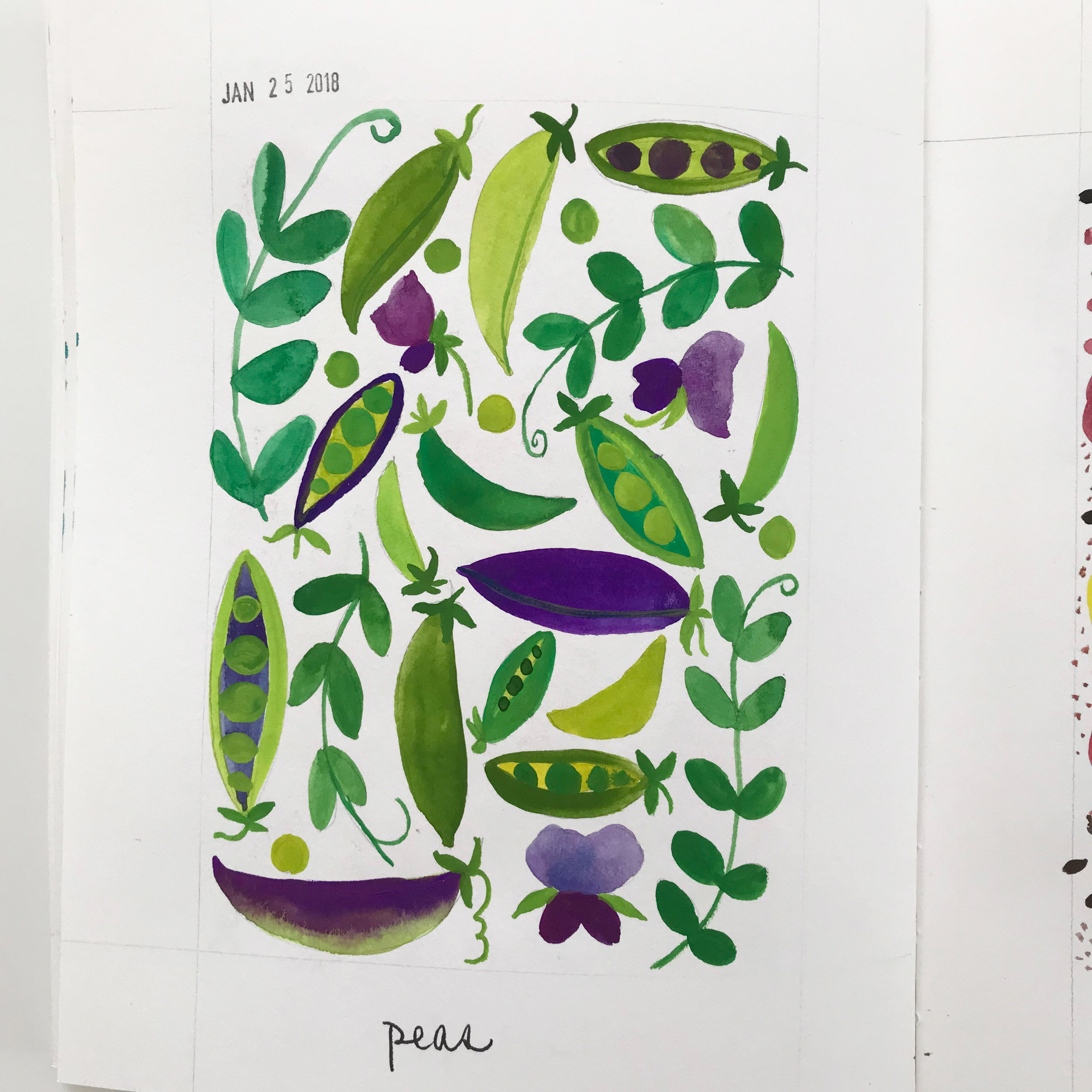 Gouache Pea Sketches in Anne Butera's Sketchbook