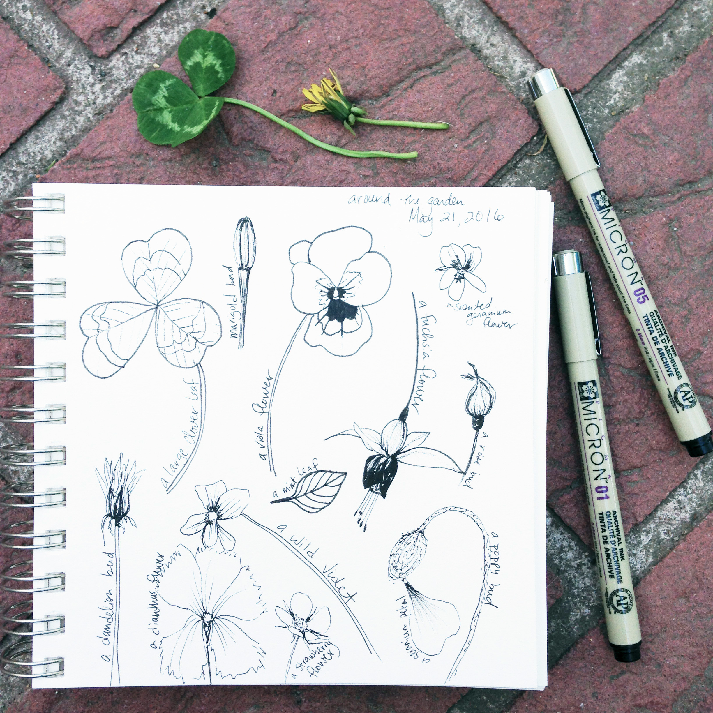 Garden Sketches in Micron Pen in Anne Butera's Sketchbook