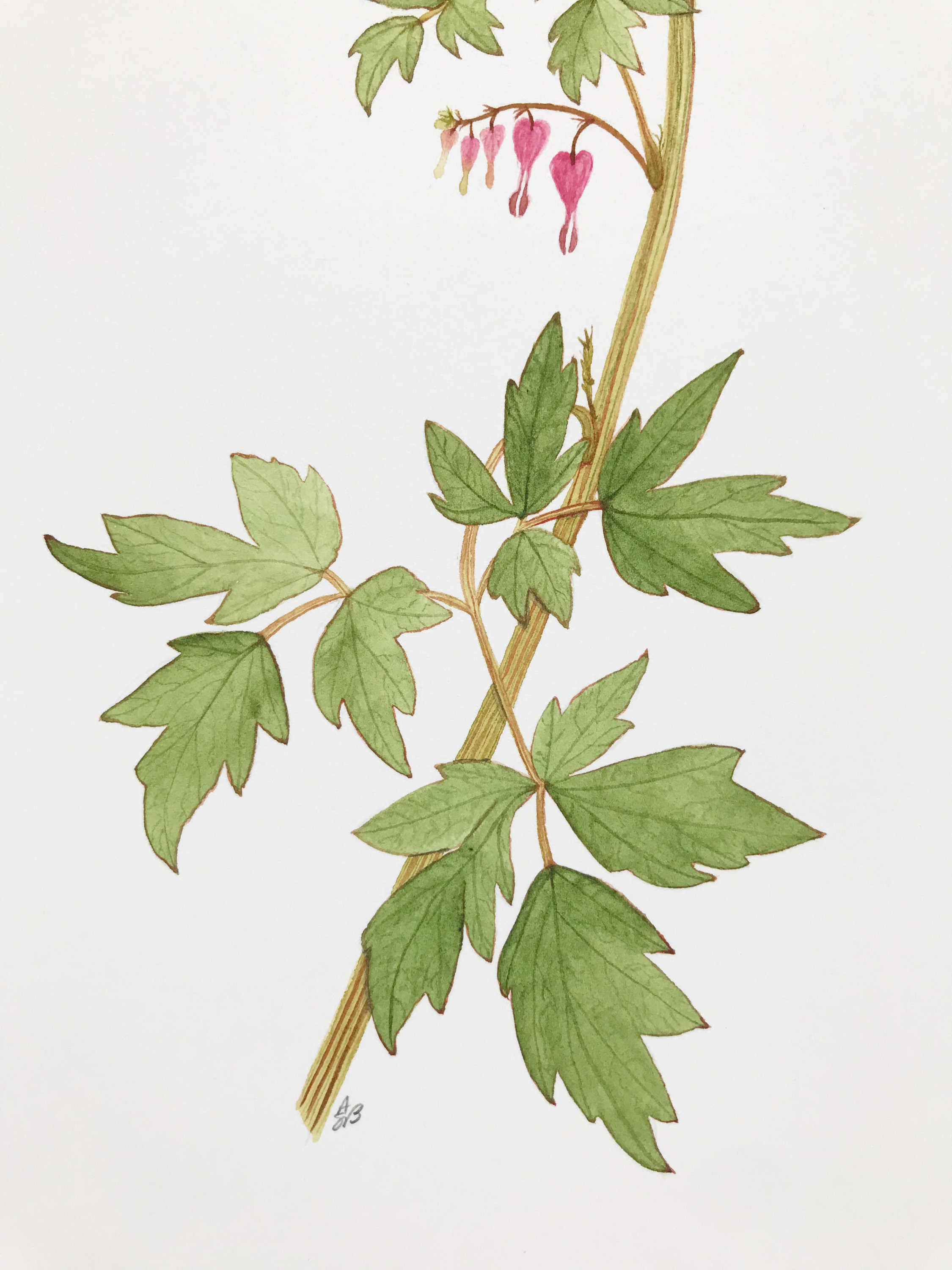 Bleeding Hearts 6.jpg