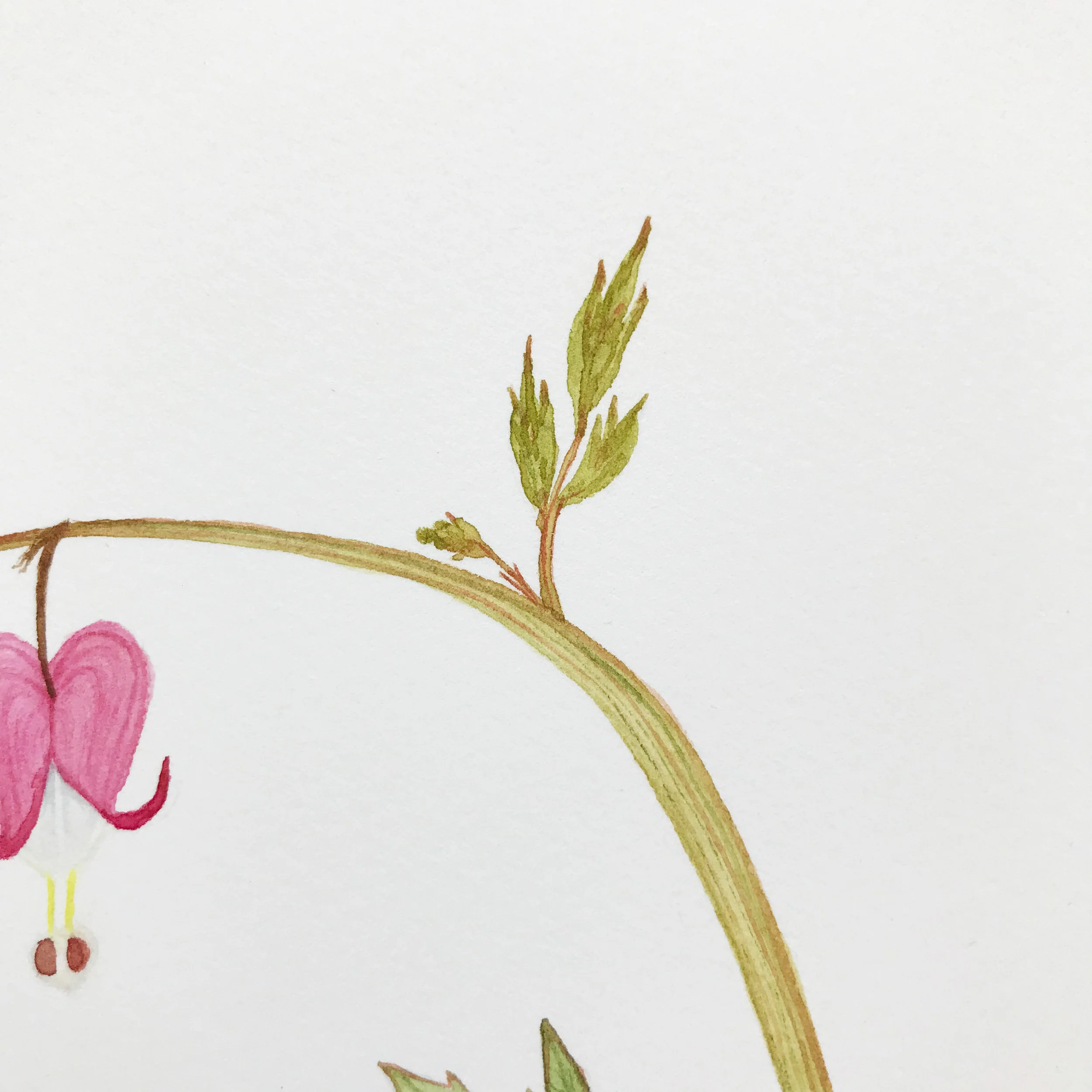 Bleeding Hearts 8.jpg