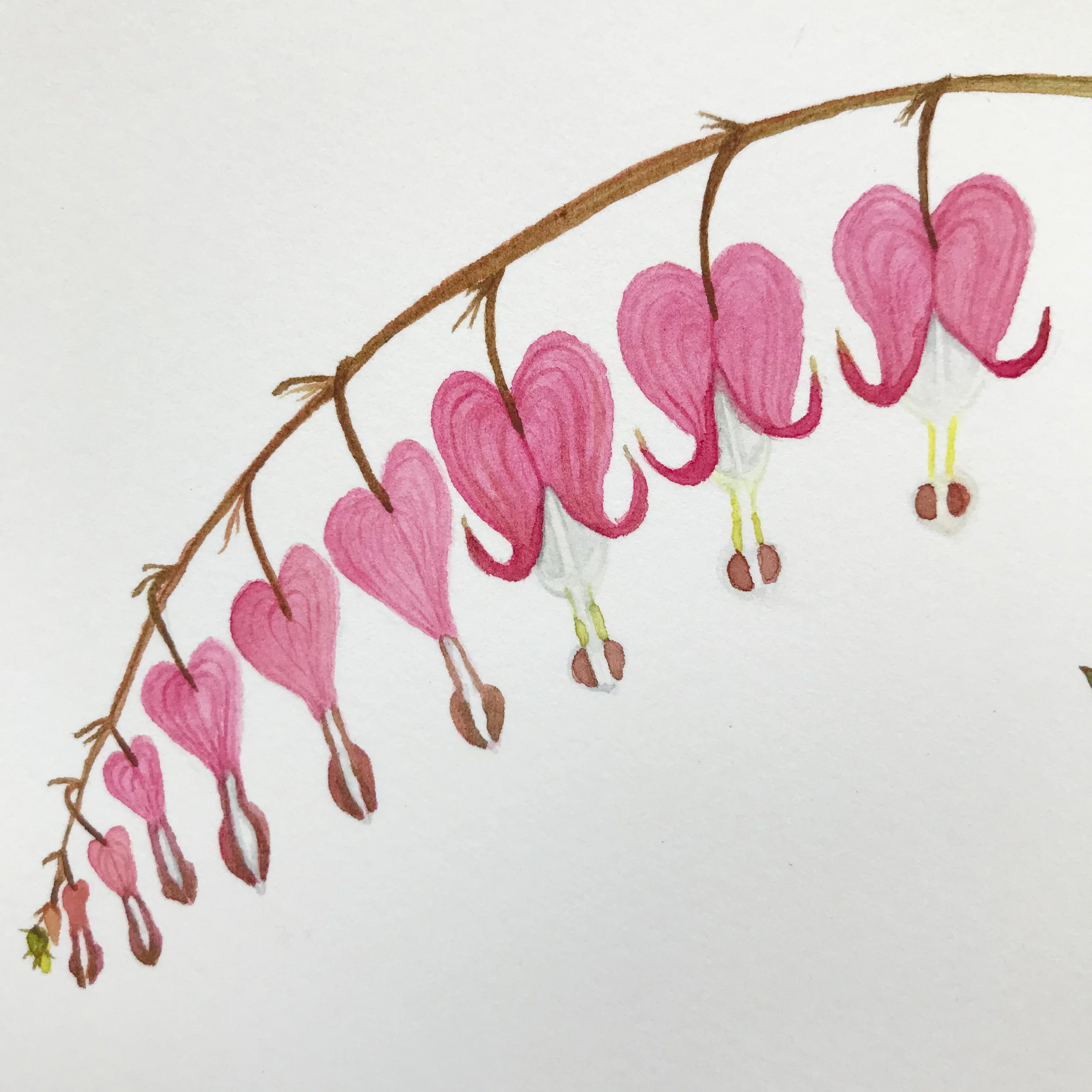 Bleeding Hearts 9.jpg