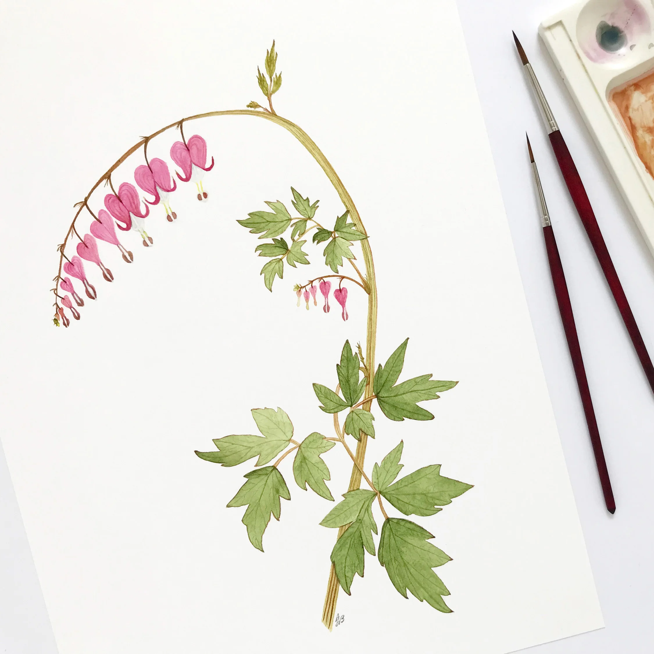 Bleeding Hearts Square.jpg