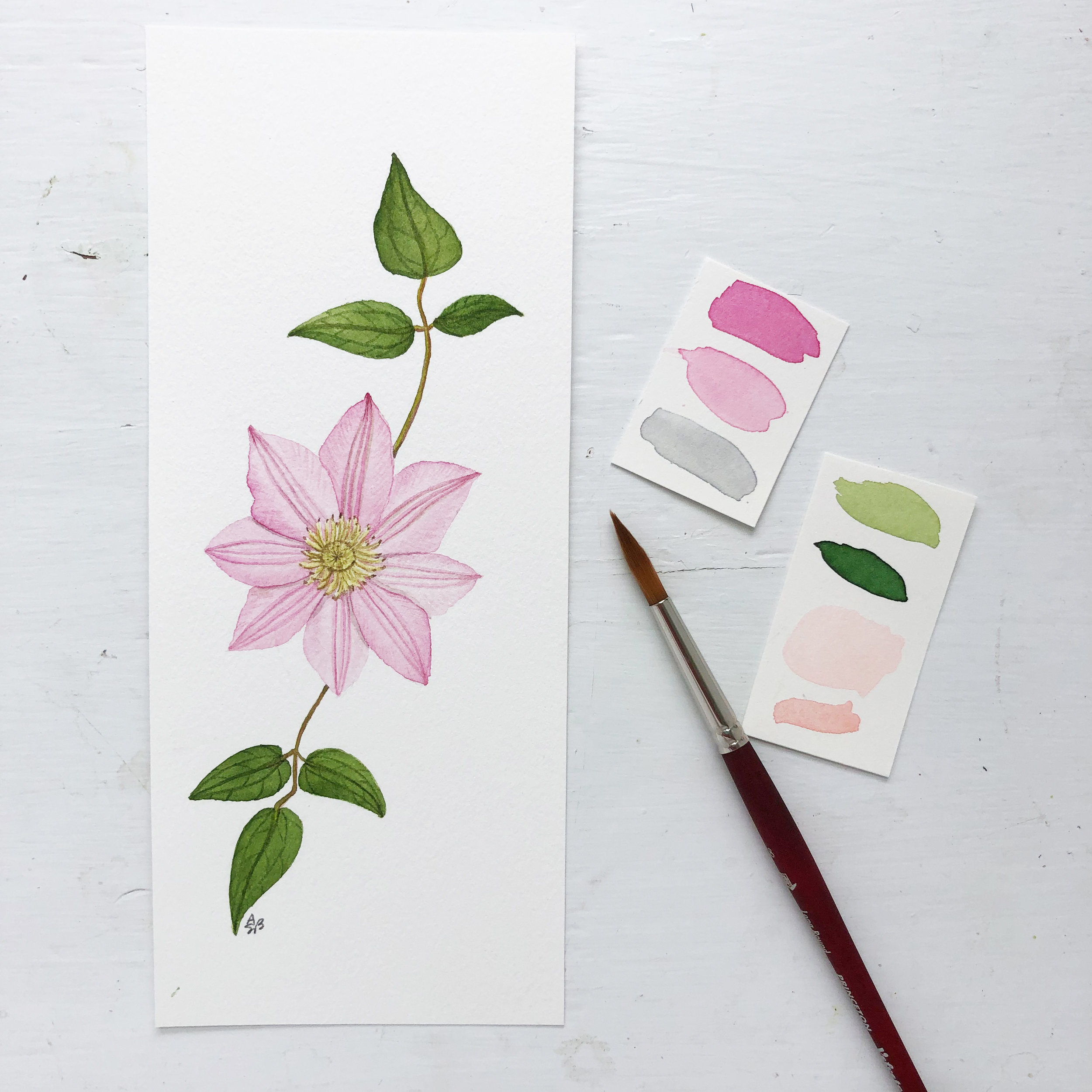 https://images.squarespace-cdn.com/content/v1/542f1965e4b06ff7a6af1efa/1561127169943-59MMCMF9DLXSOYUPSNXO/A+Botanical+Watercolor+Illustration+of+a+Clematis+Flower+Painted+by+Anne+Butera