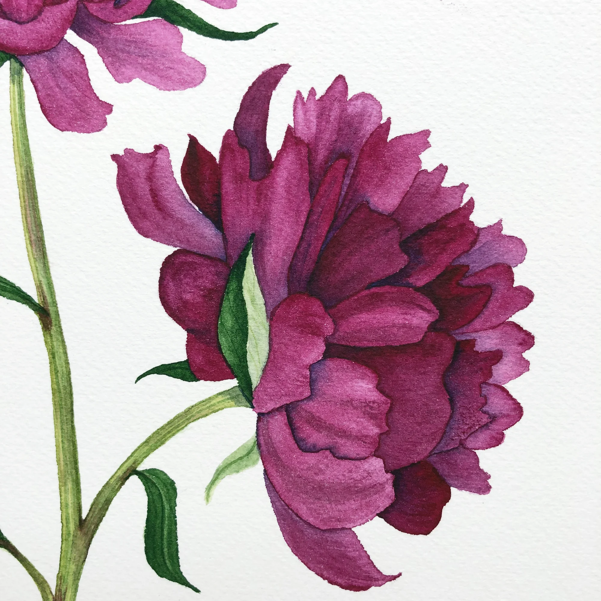 Closeup of a Watercolor Peony by Anne Butera