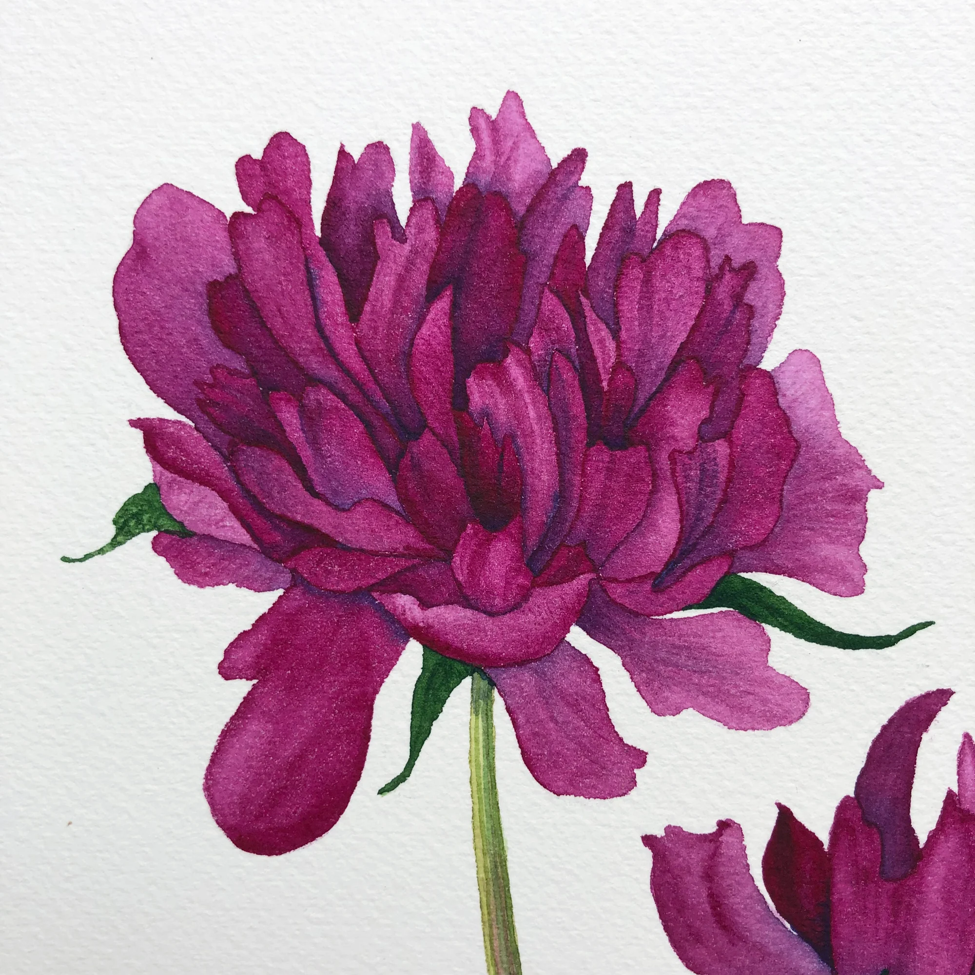 Closeup of a watercolor peony by Anne Butera