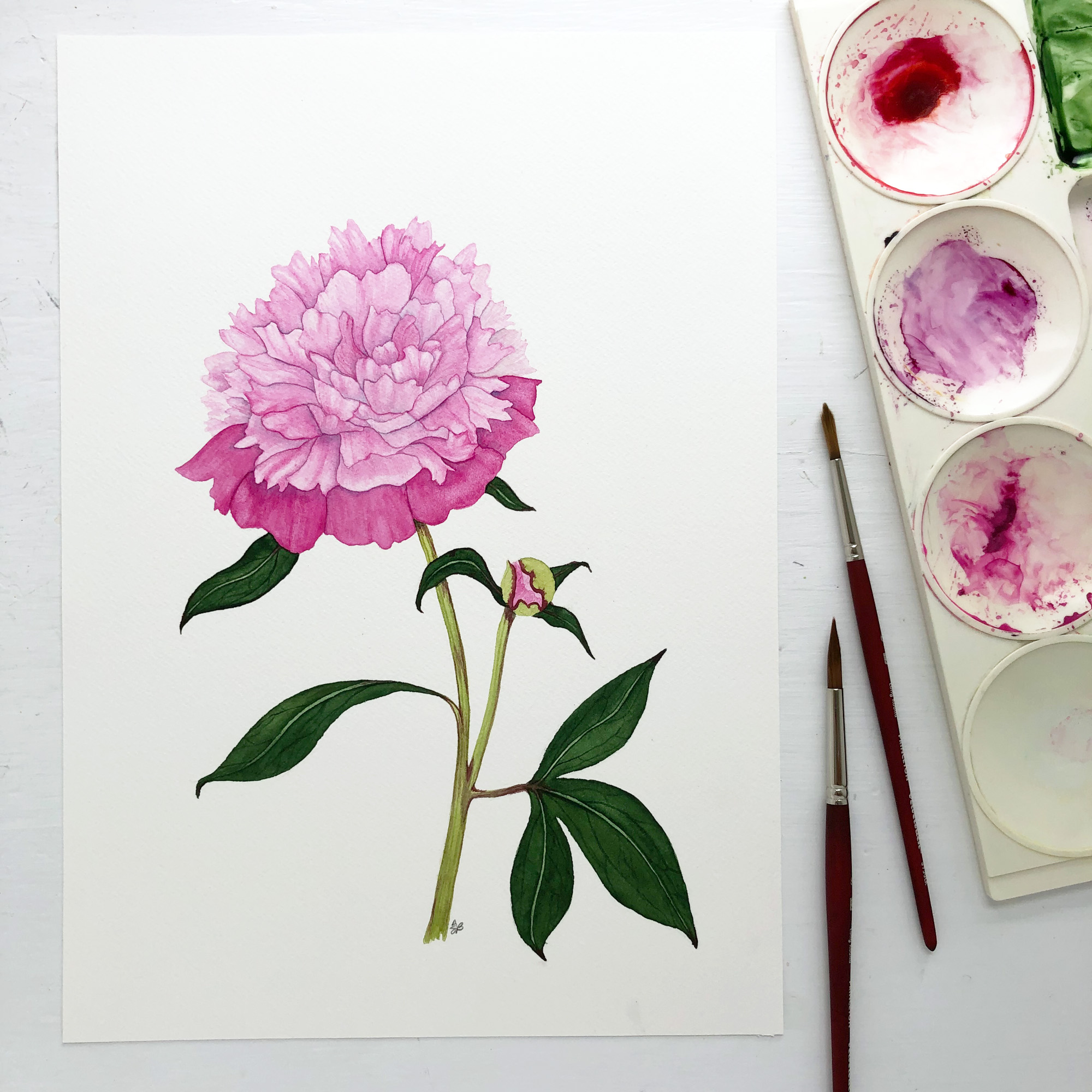 Pink Peony in Watercolor by Anne Butera