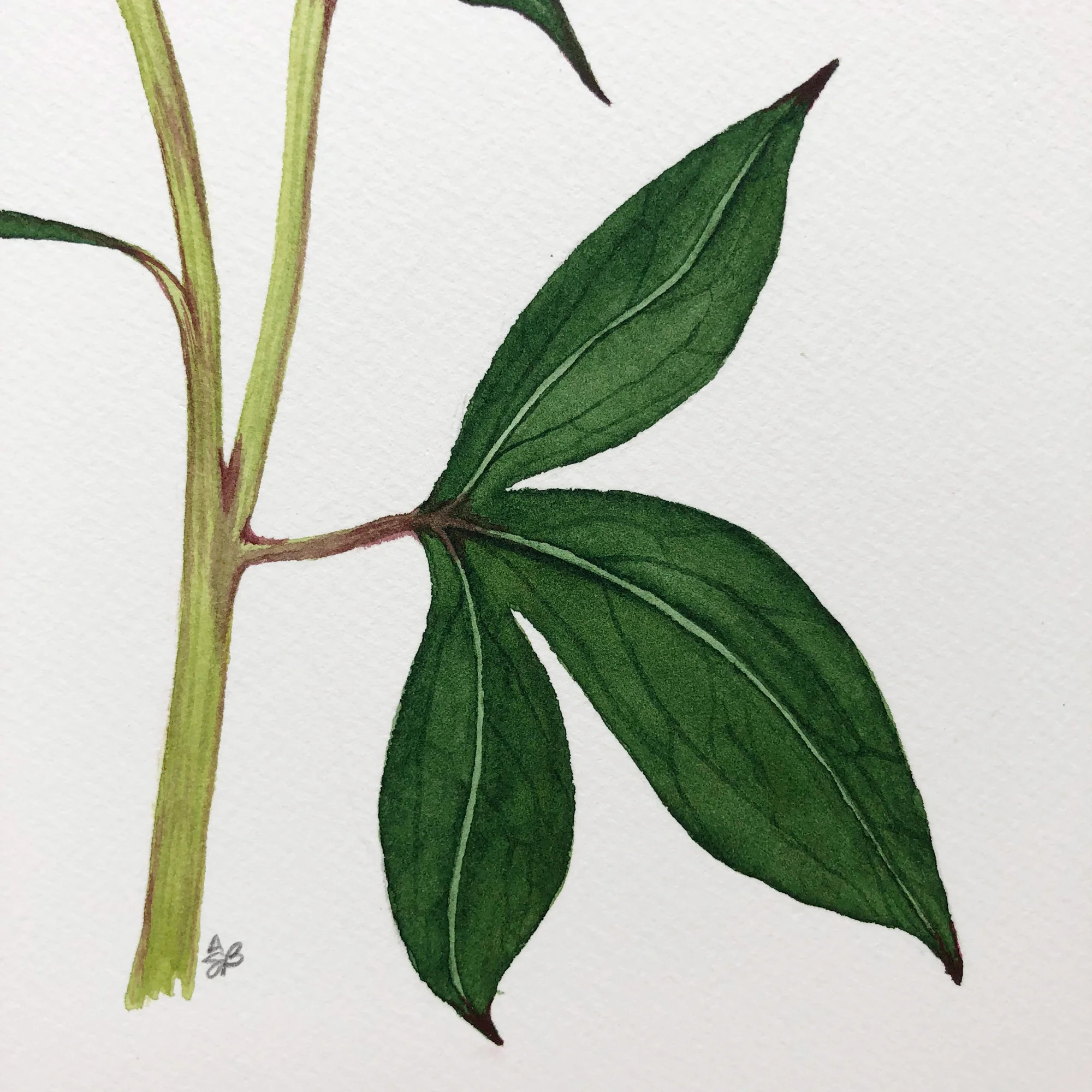 Leaf Detail of a Pink Peony in Watercolor by Anne Butera