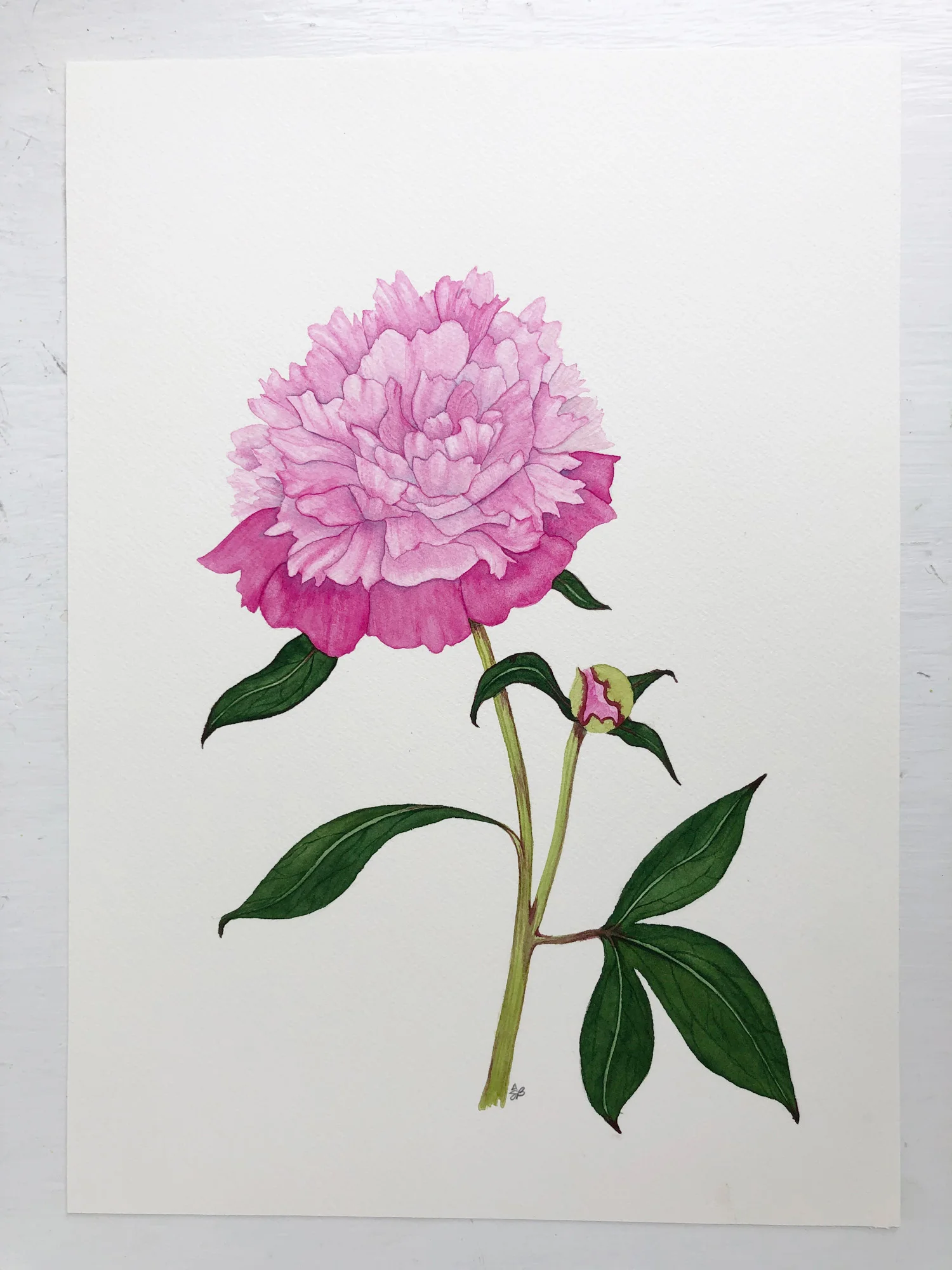 Pink Peony in Watercolor by Anne Butera