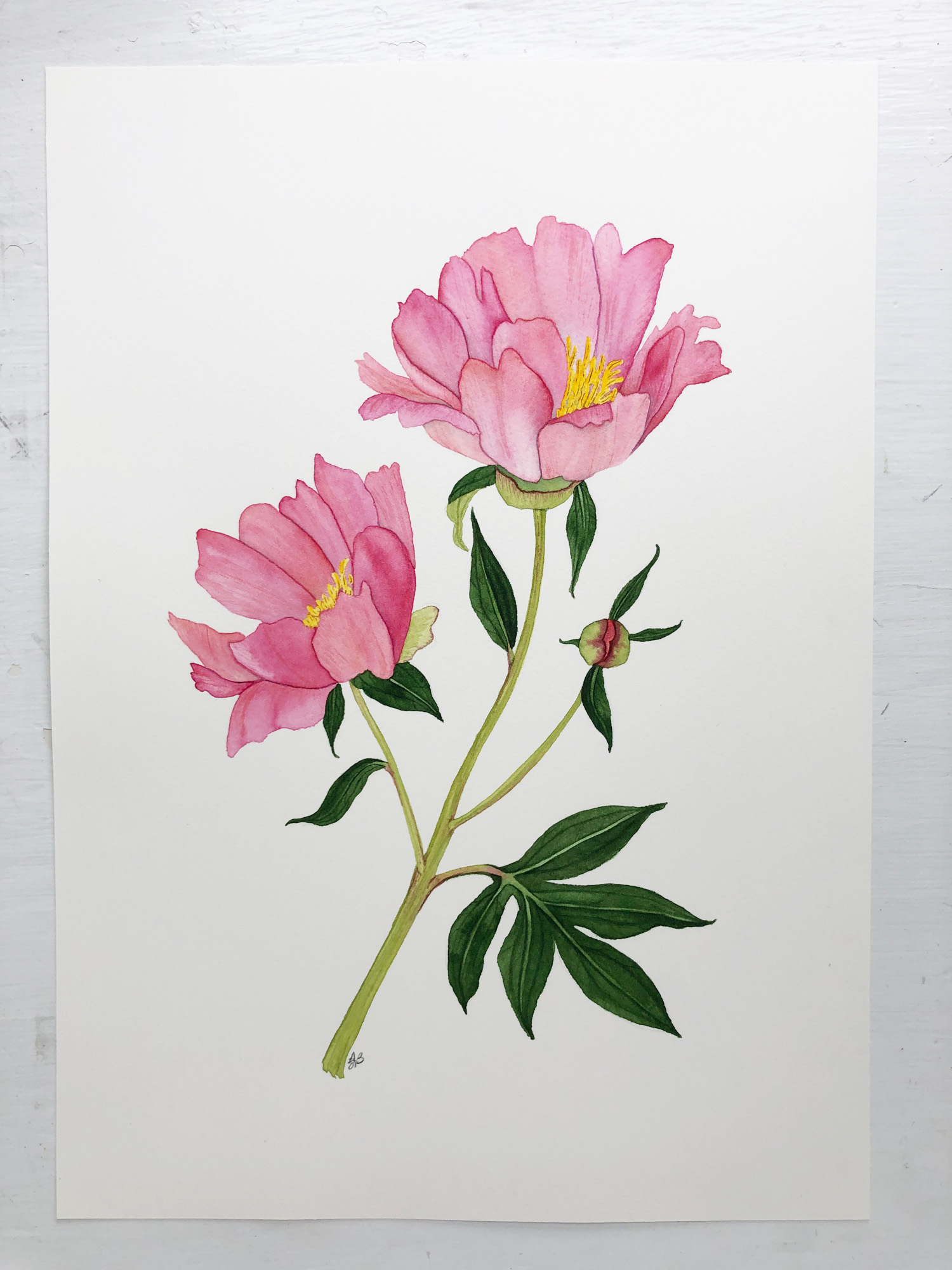 Coral Single-Flowered Peony Watercolor Painting by Anne Butera