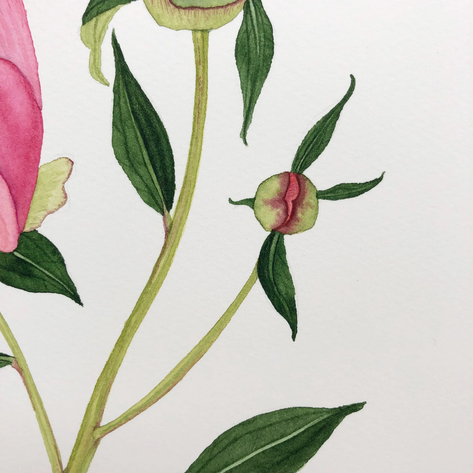 Detail of a Coral Single-Flowered Peony Watercolor Painting by Anne Butera