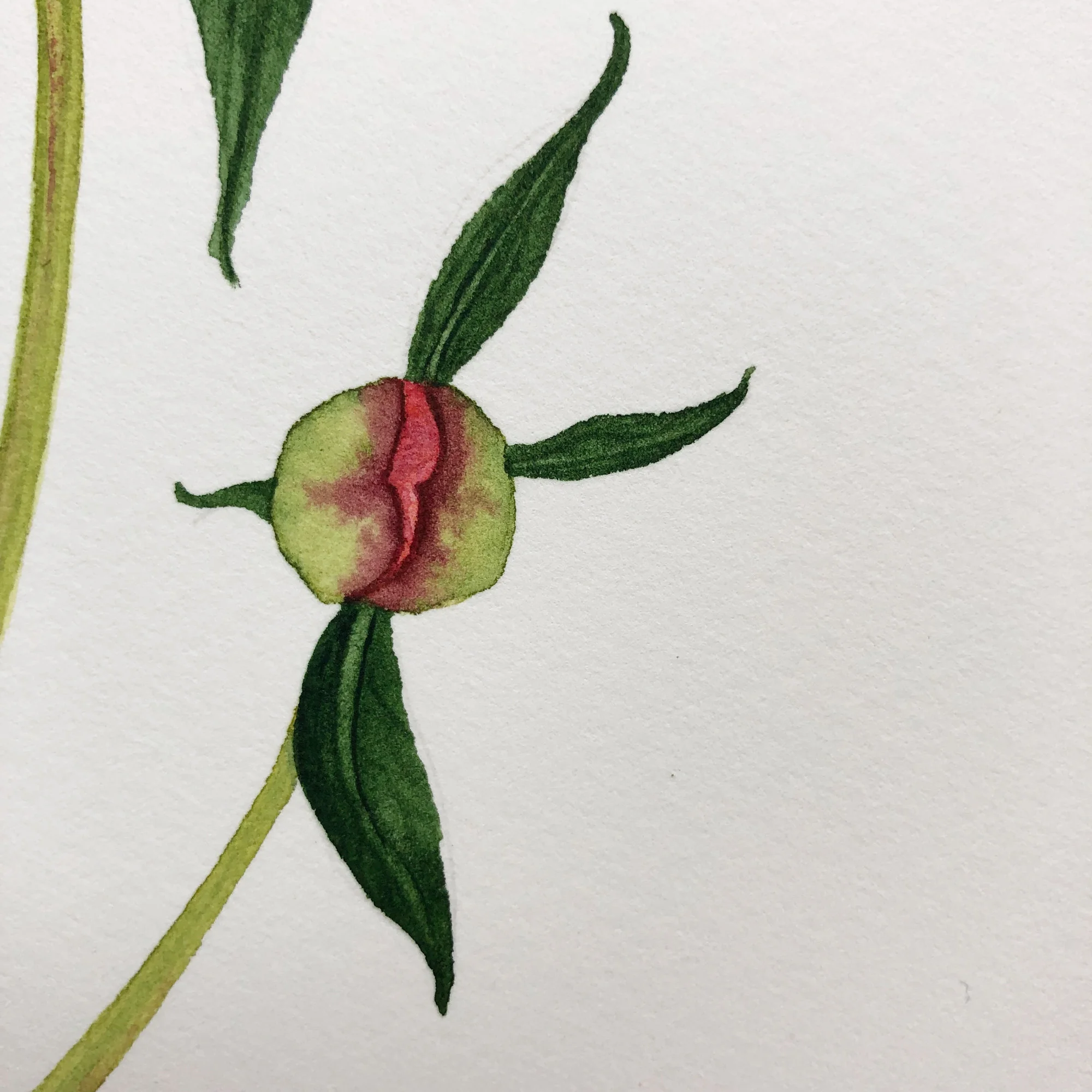 Detail of a Bud in a Coral Single-Flowered Peony Watercolor Painting by Anne Butera