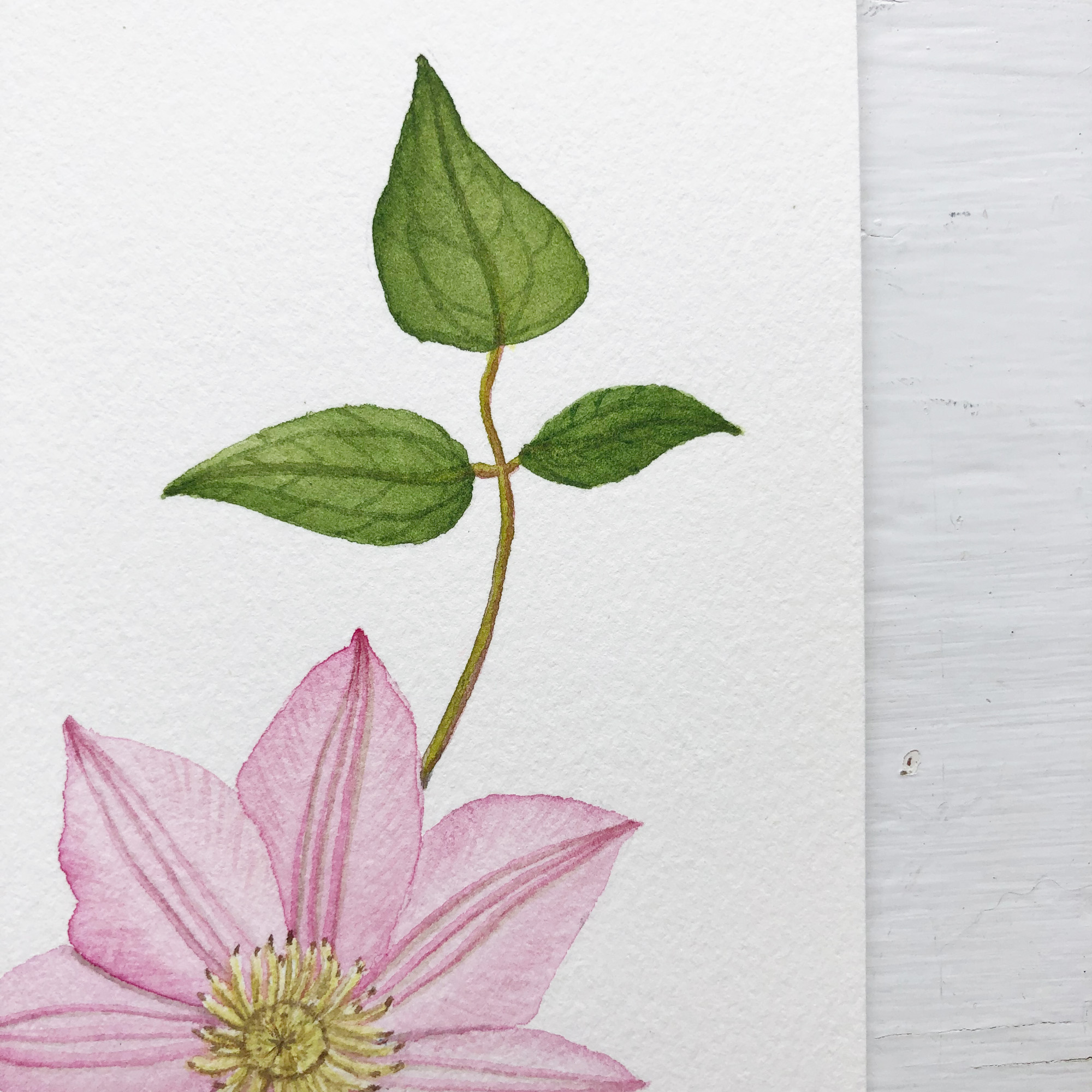 Detail of a Pink Clematis Watercolor Painting by Anne Butera