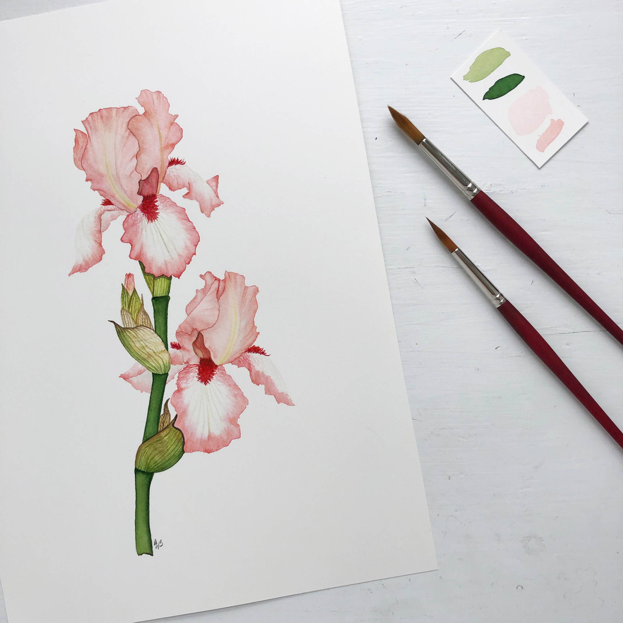 Peach and White Iris Watercolor Painting by Anne Butera