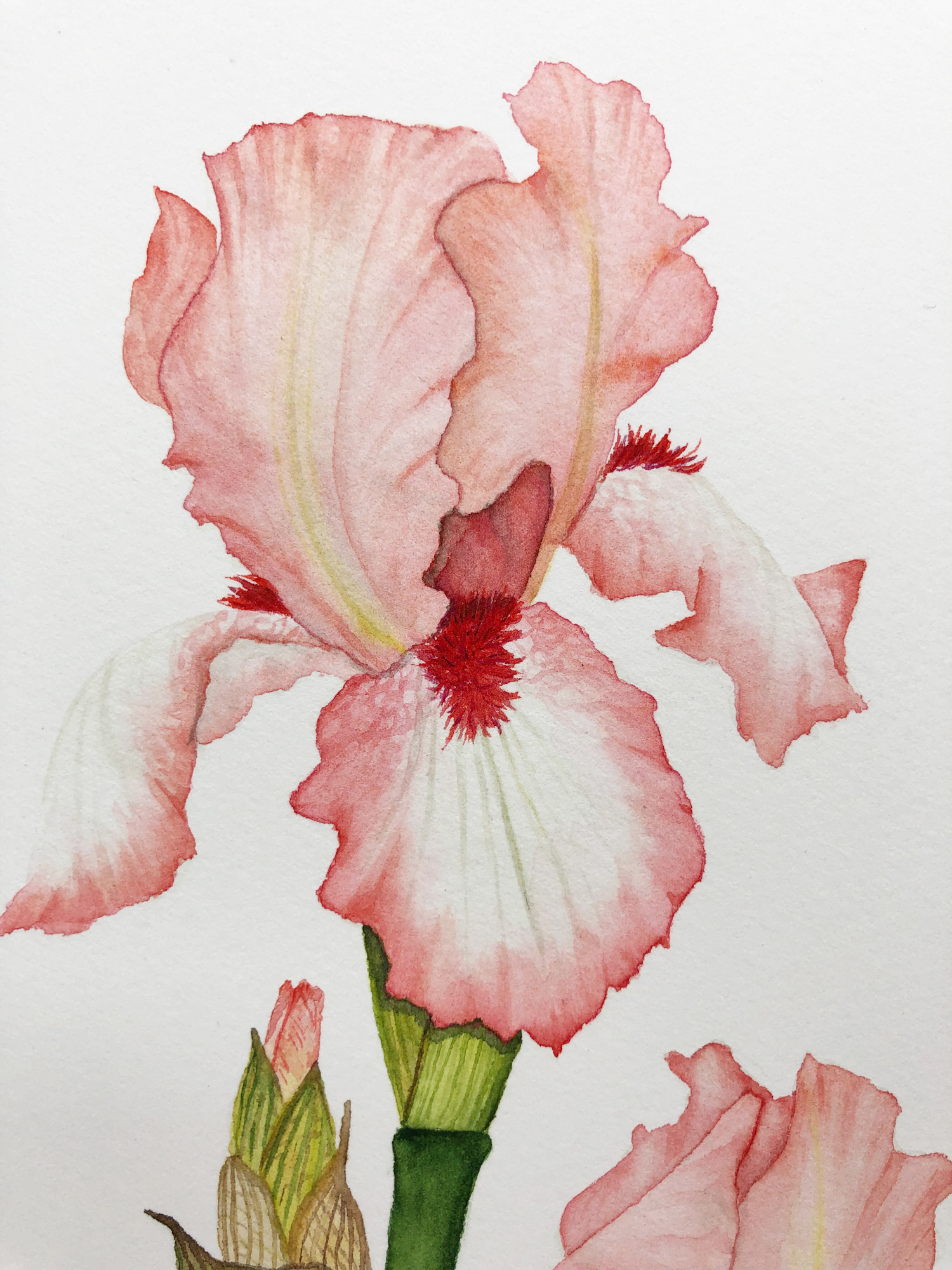 Detail from a Peach and White Iris Watercolor Painting by Anne Butera