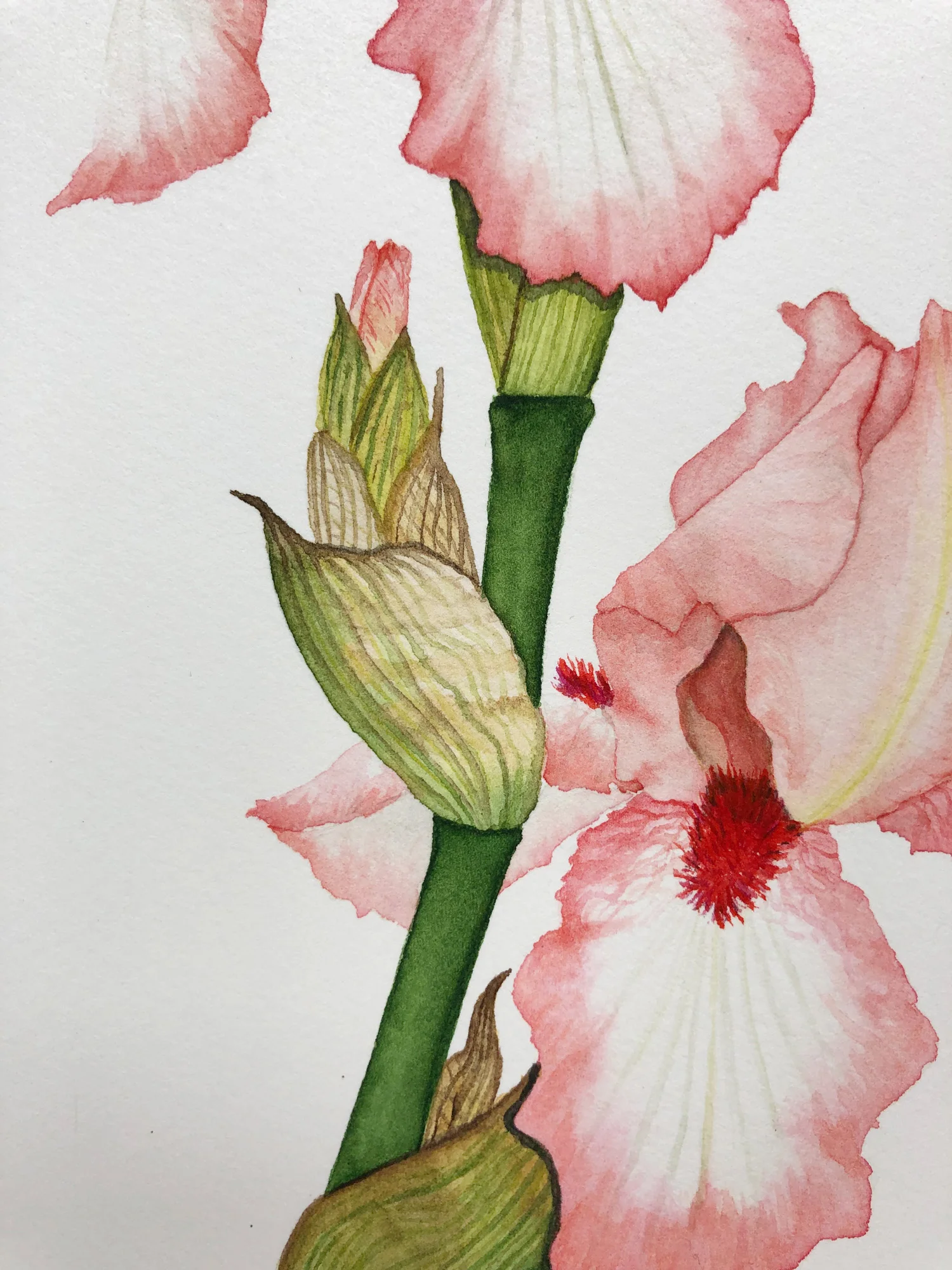 Detail from a Peach and White Iris Watercolor Painting by Anne Butera