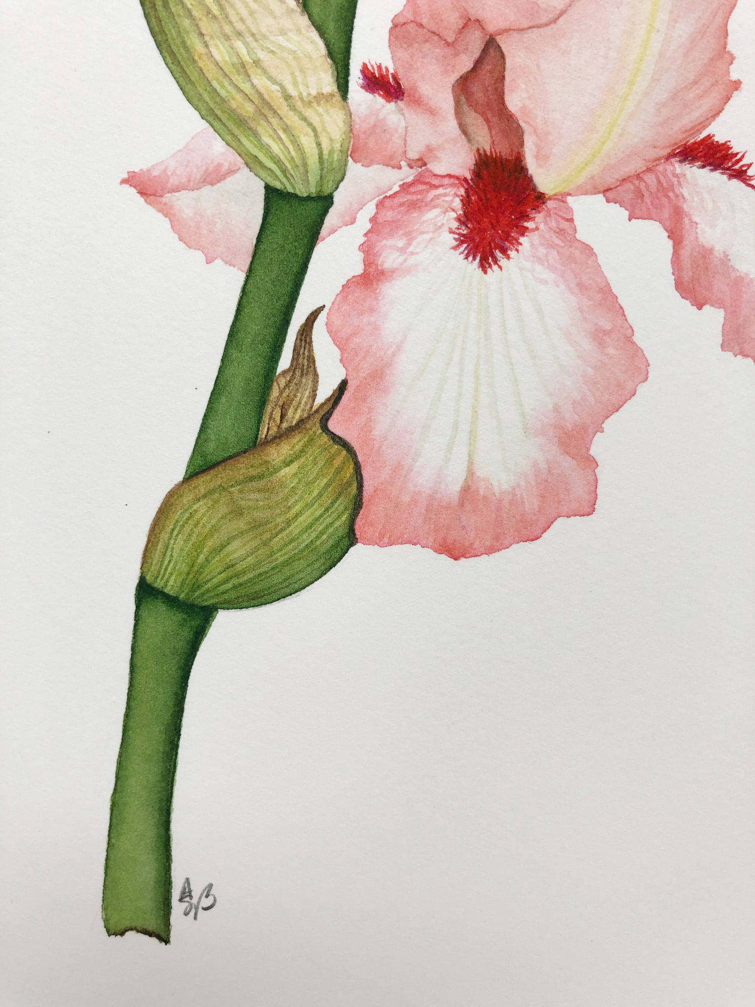Detail from a Peach and White Iris Watercolor Painting by Anne Butera