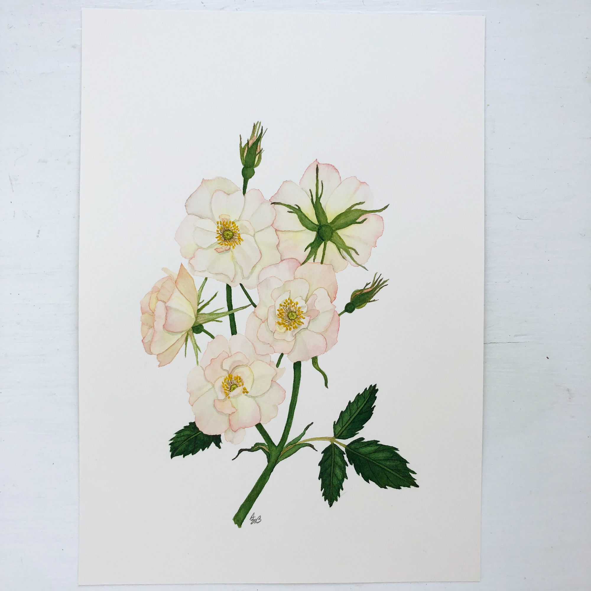 Pale Pink and Yellow Roses Watercolor Painting by Anne Butera
