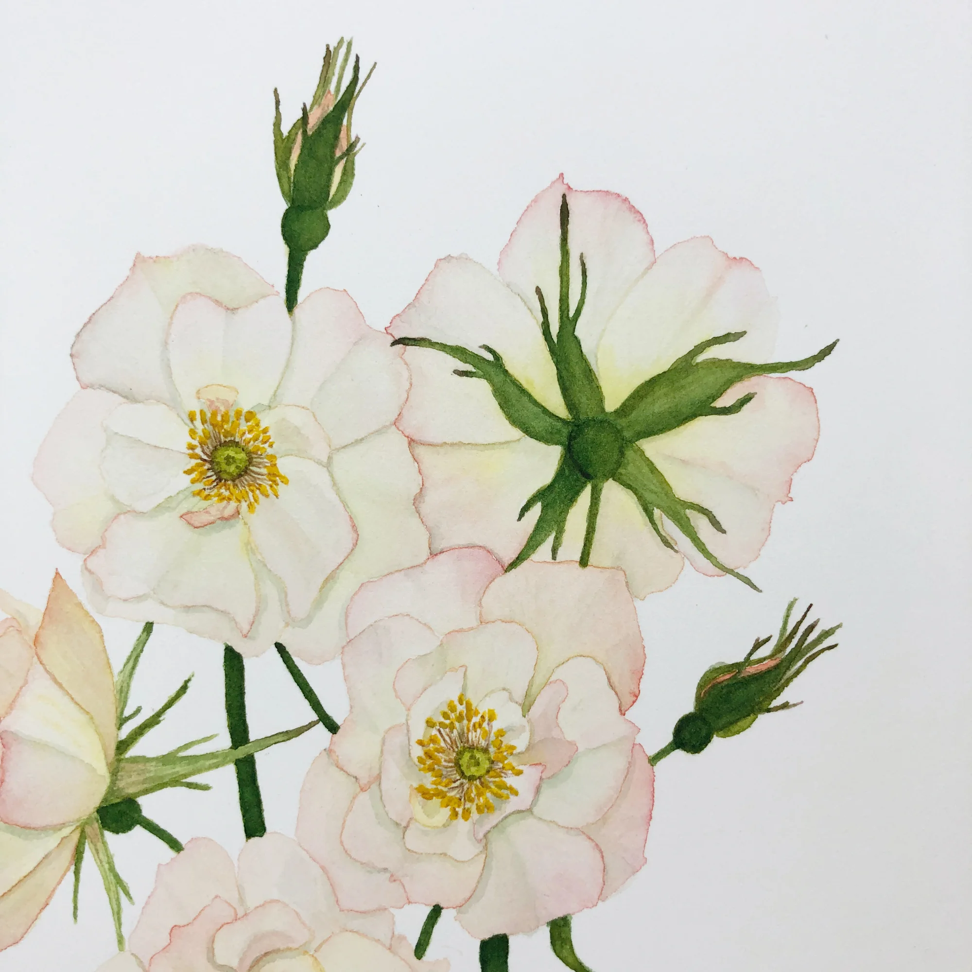 Detail of Pale Pink and Yellow Roses Watercolor Painting by Anne Butera