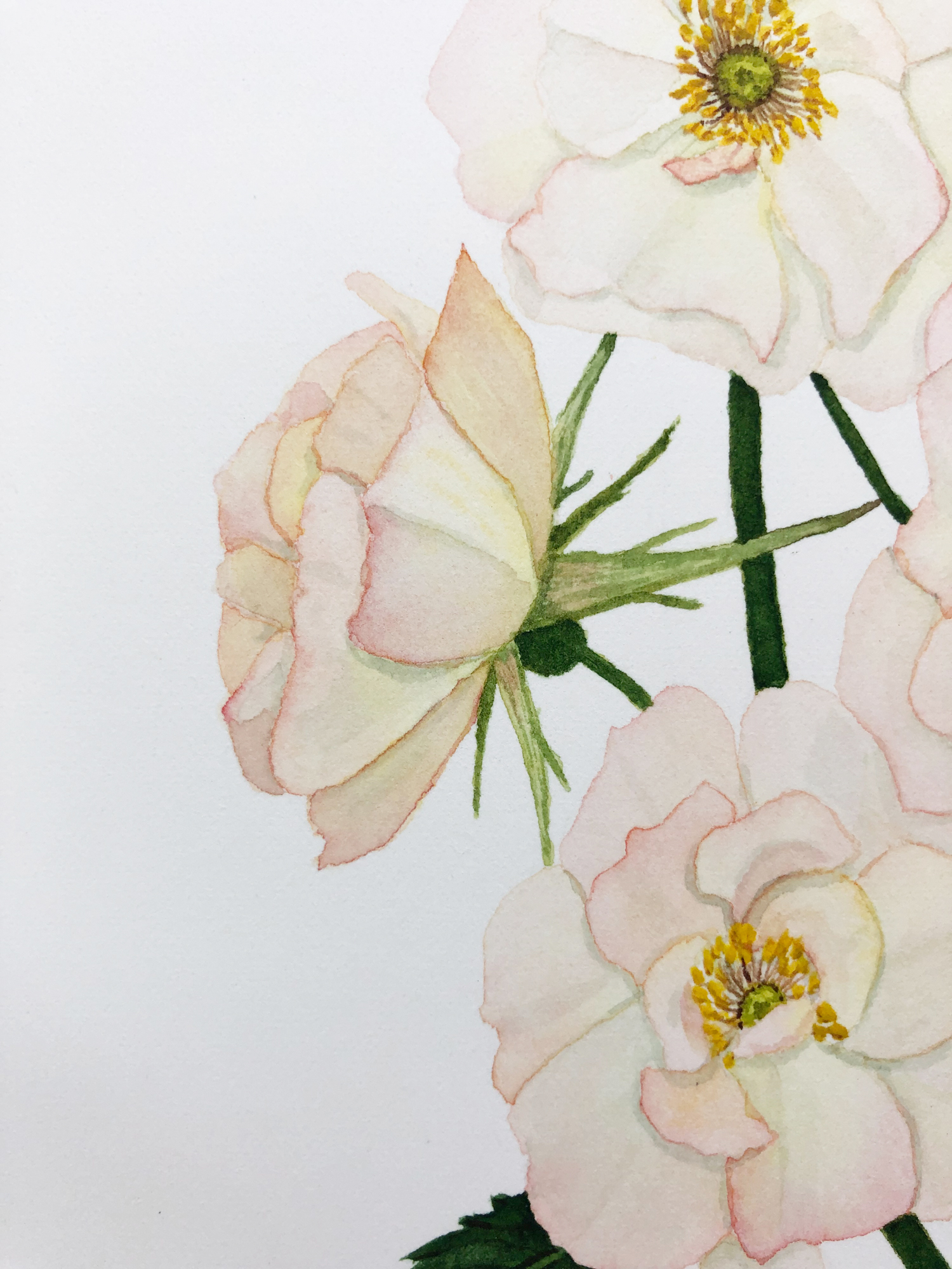 Detail of Pale Pink and Yellow Roses Watercolor Painting by Anne Butera