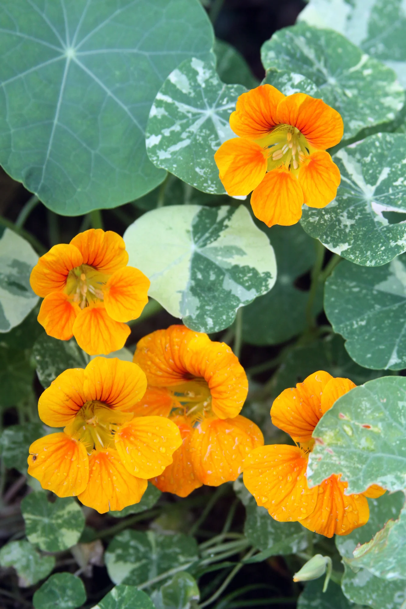 growing inspiration nasturtiums — My Giant Strawberry