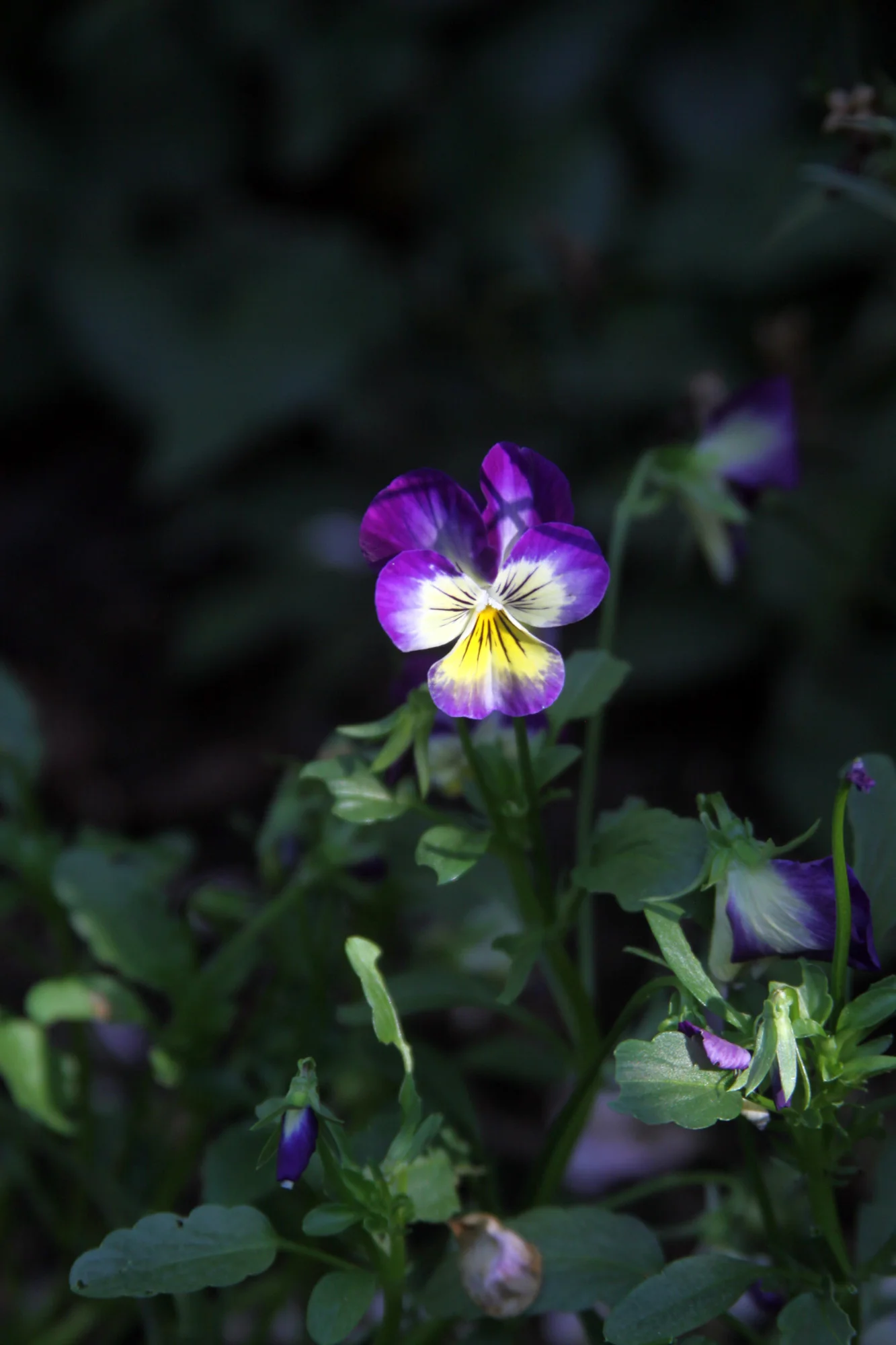 growing inspiration: violas