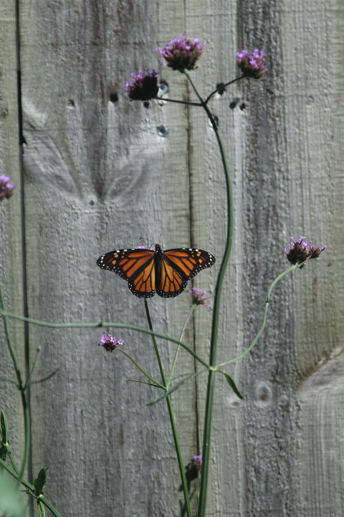 hanging onto summer