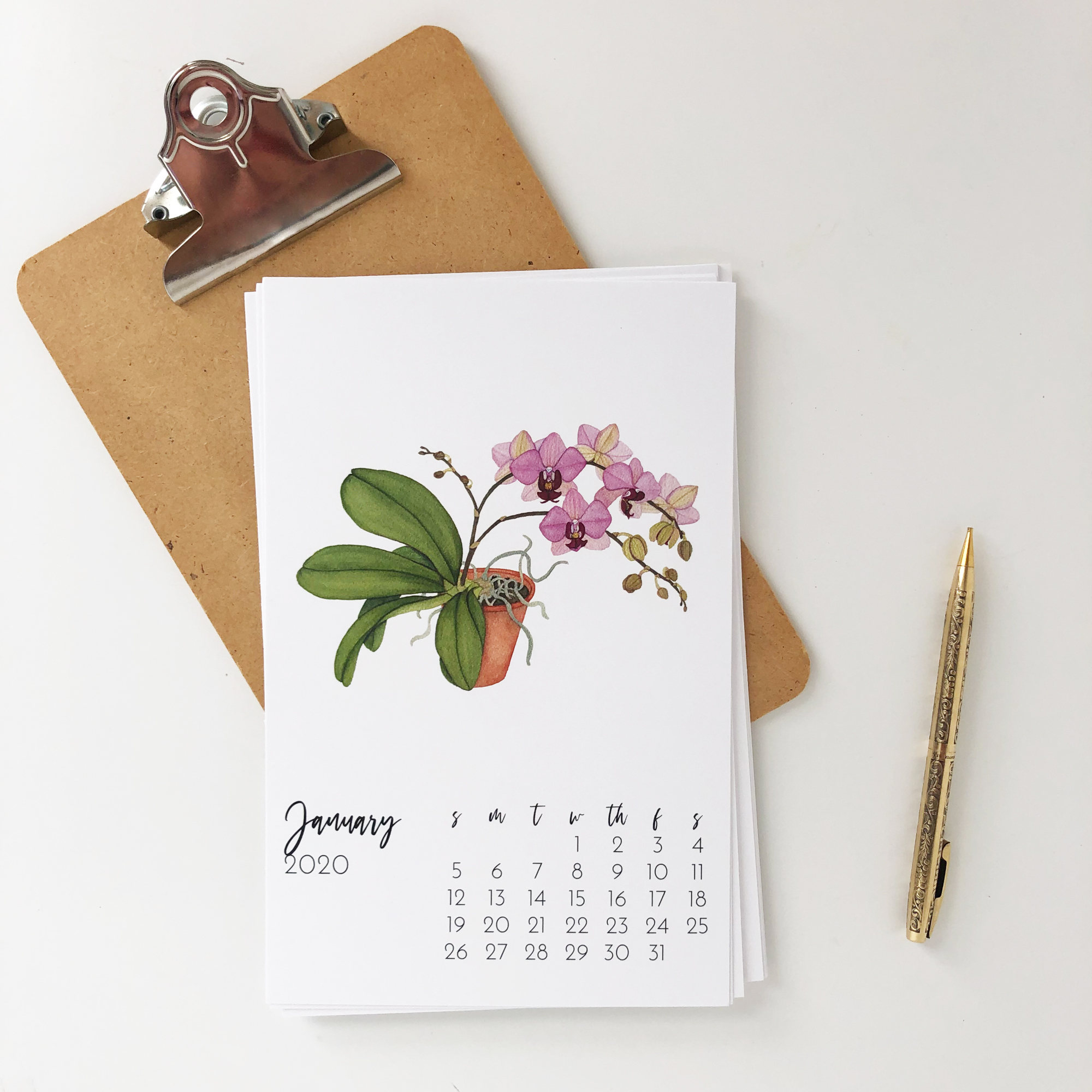 January in the 2020 Botanical Watercolor Calendar by Anne Butera features an Illustration of a Pink Orchid